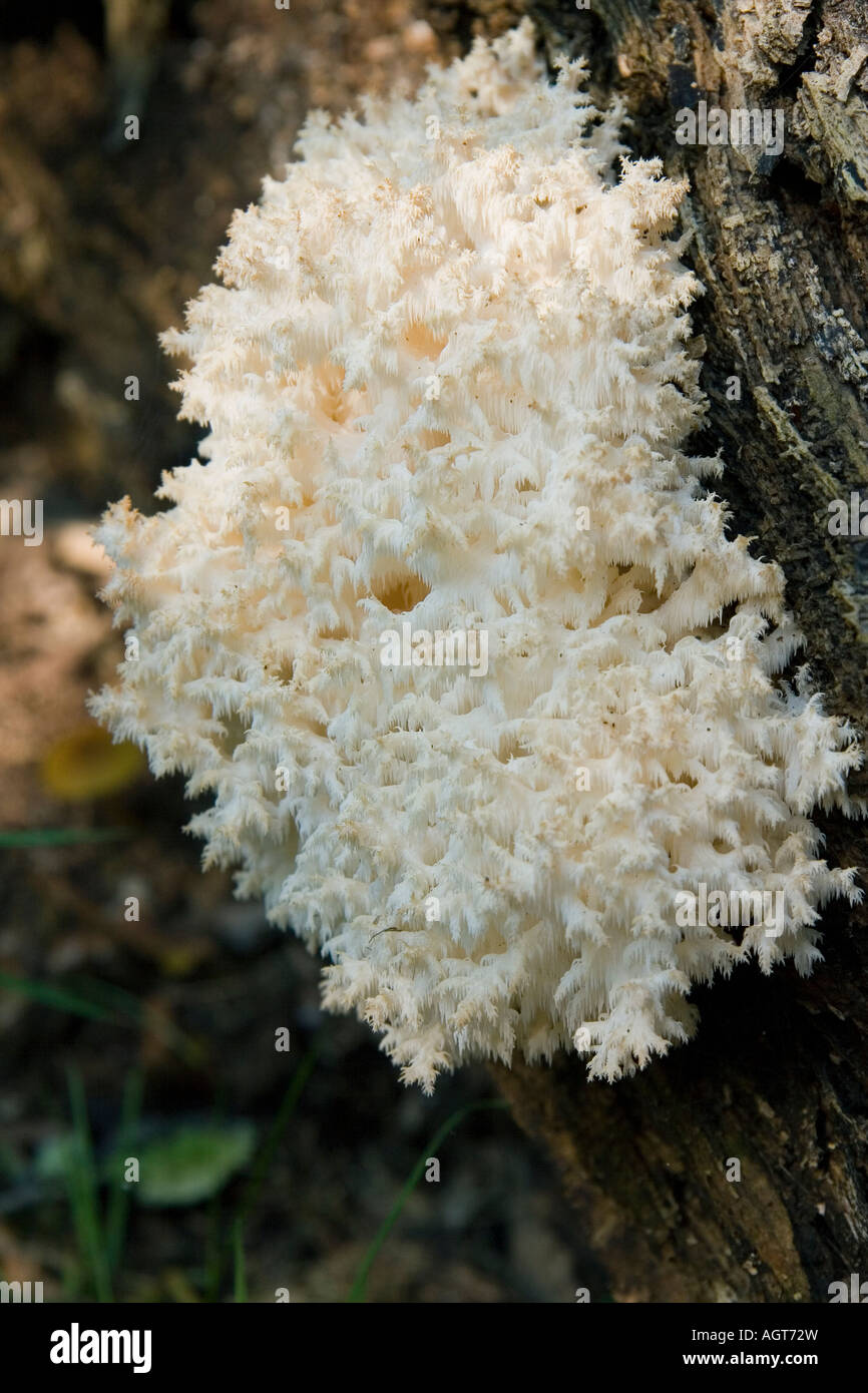 Autumn in the Netherlands. White fungus on a tree. Stock Photo