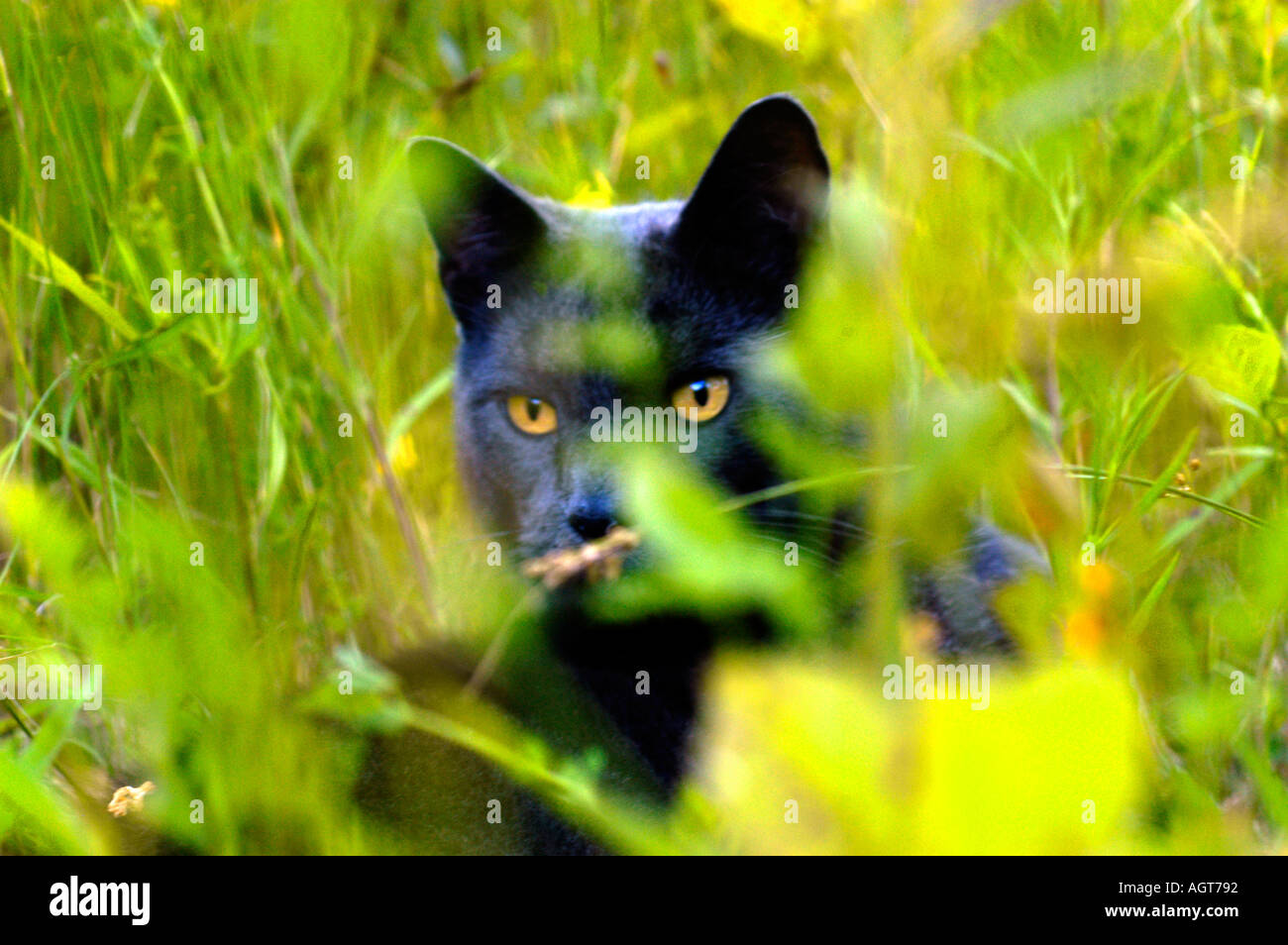 Black cat stalking prey Stock Photo - Alamy