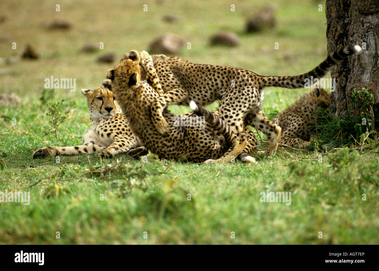 young pups play playing cheetah cheetahs africa savannah animal animals wildcats wildcat big cat cats mammal mammals mammalian Stock Photo