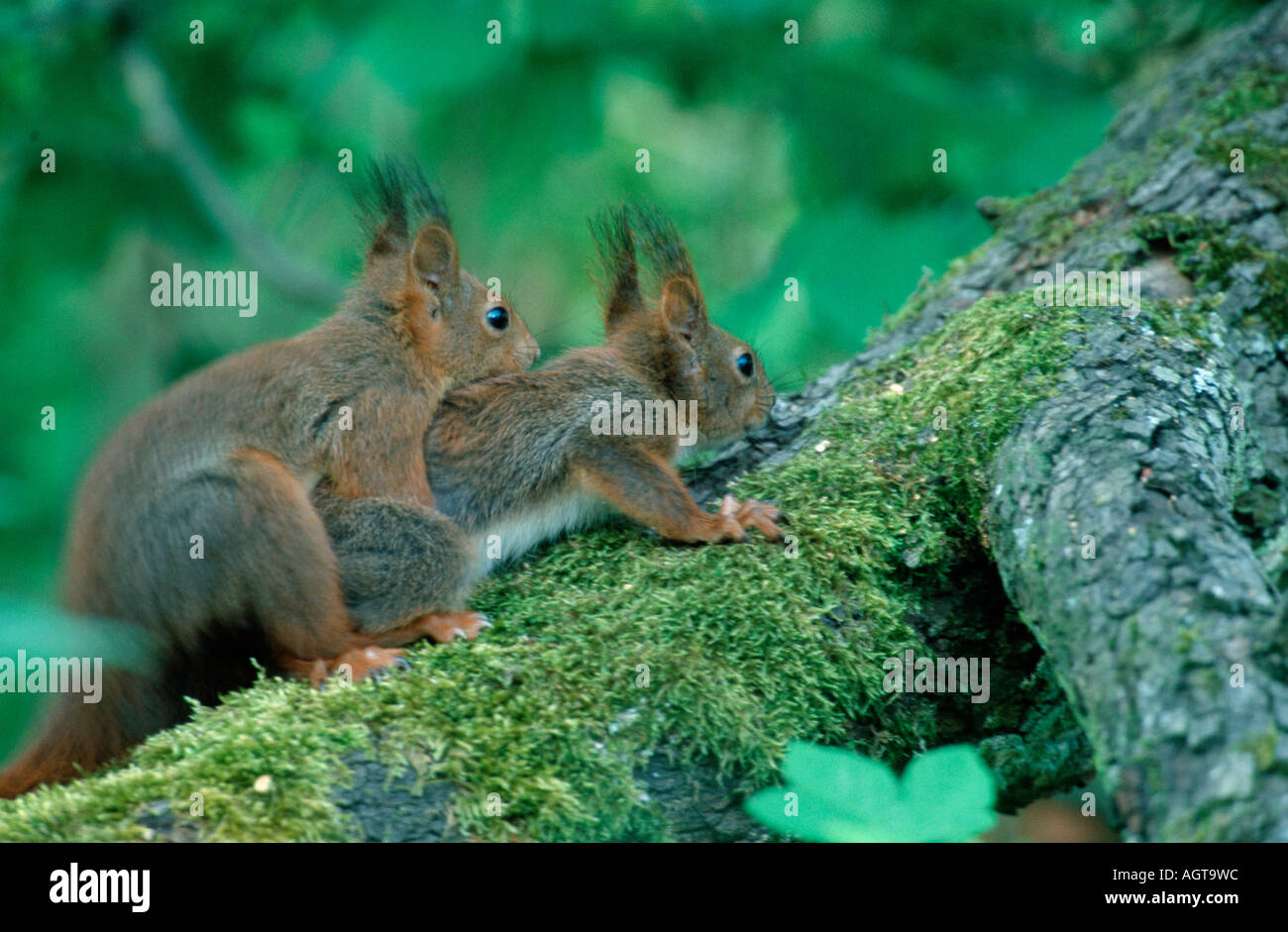 Squirrels mating hires stock photography and images Alamy