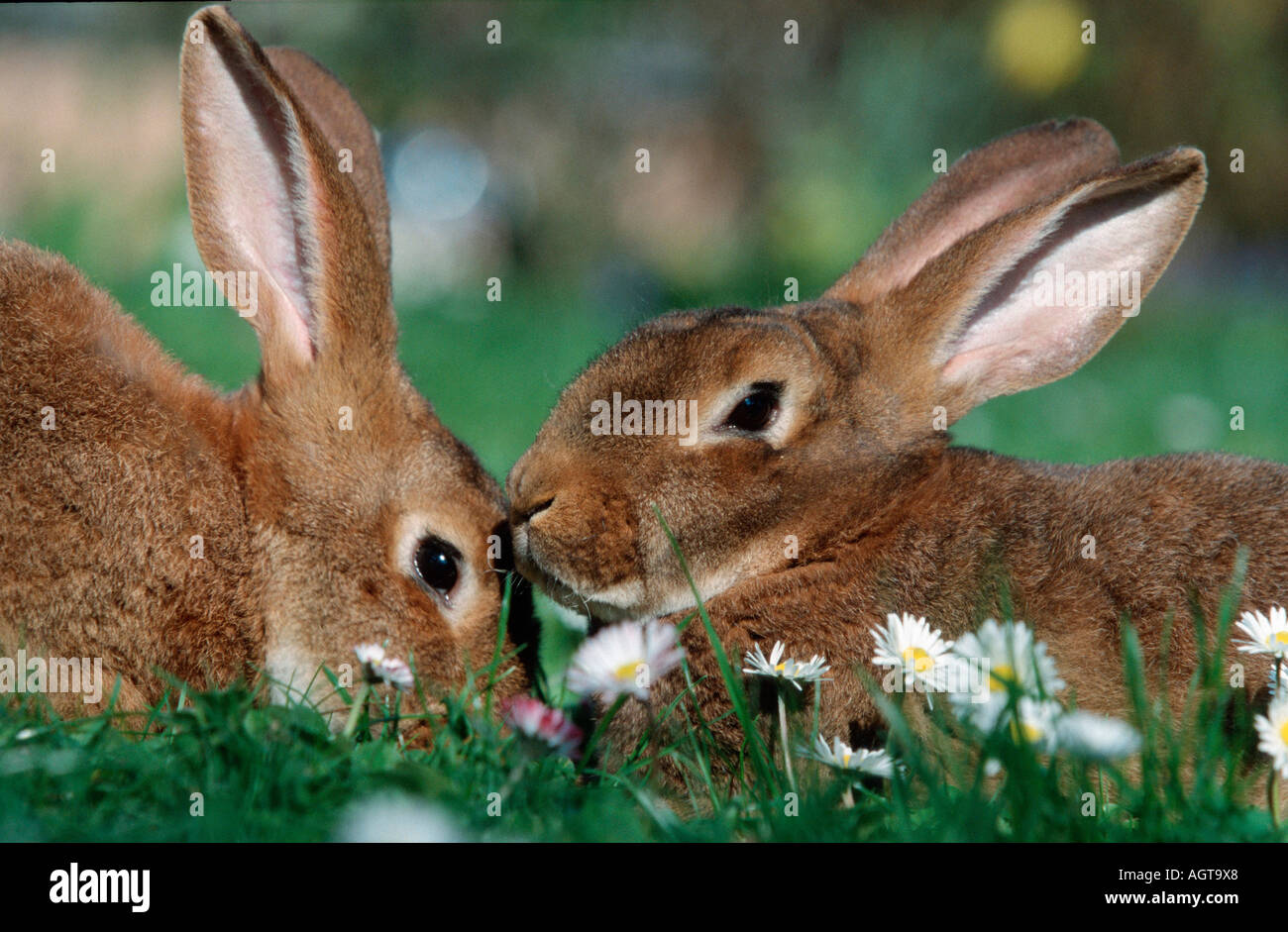 Two rabbits side by side hi-res stock photography and images - Alamy