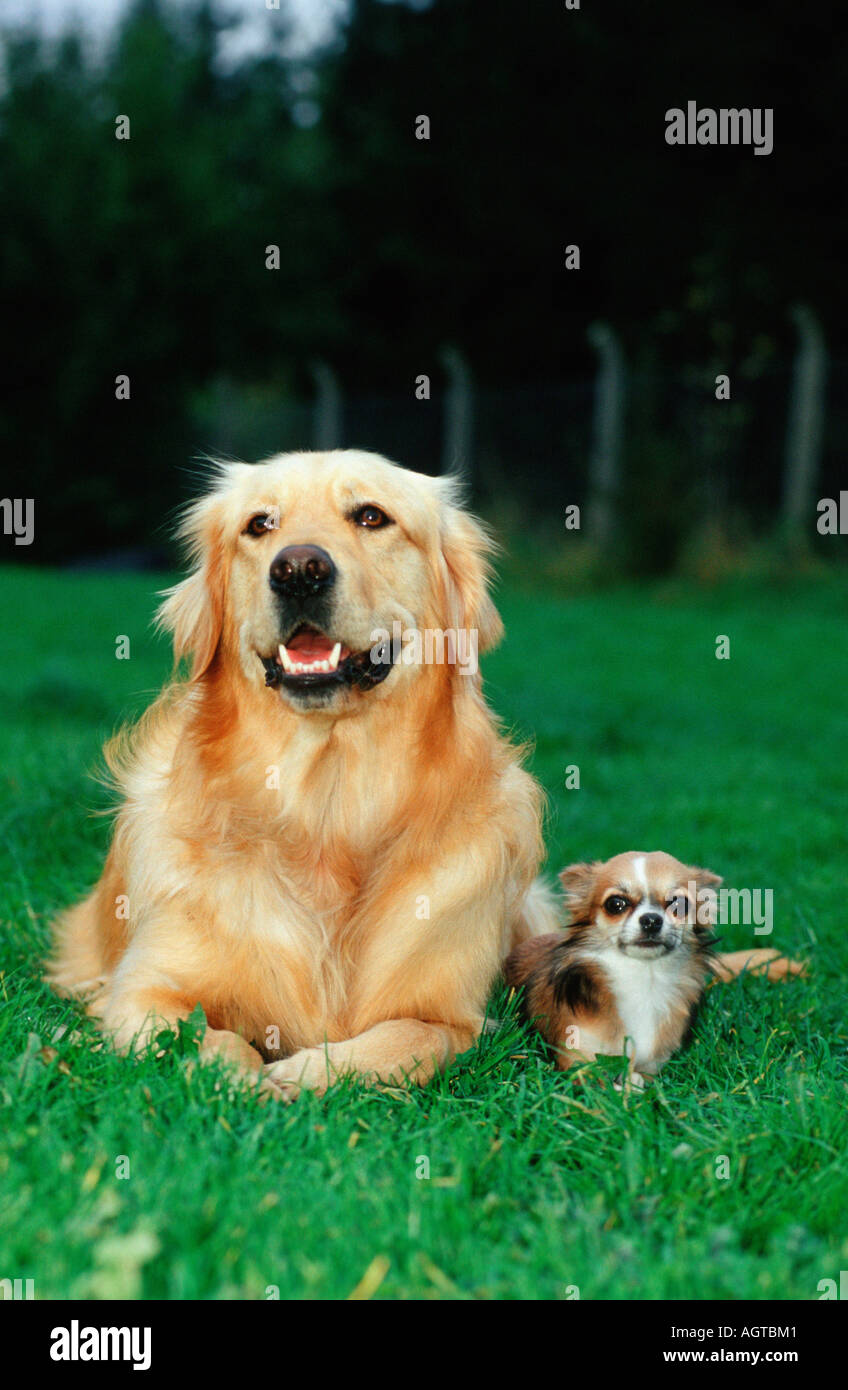 golden retriever chihuahua