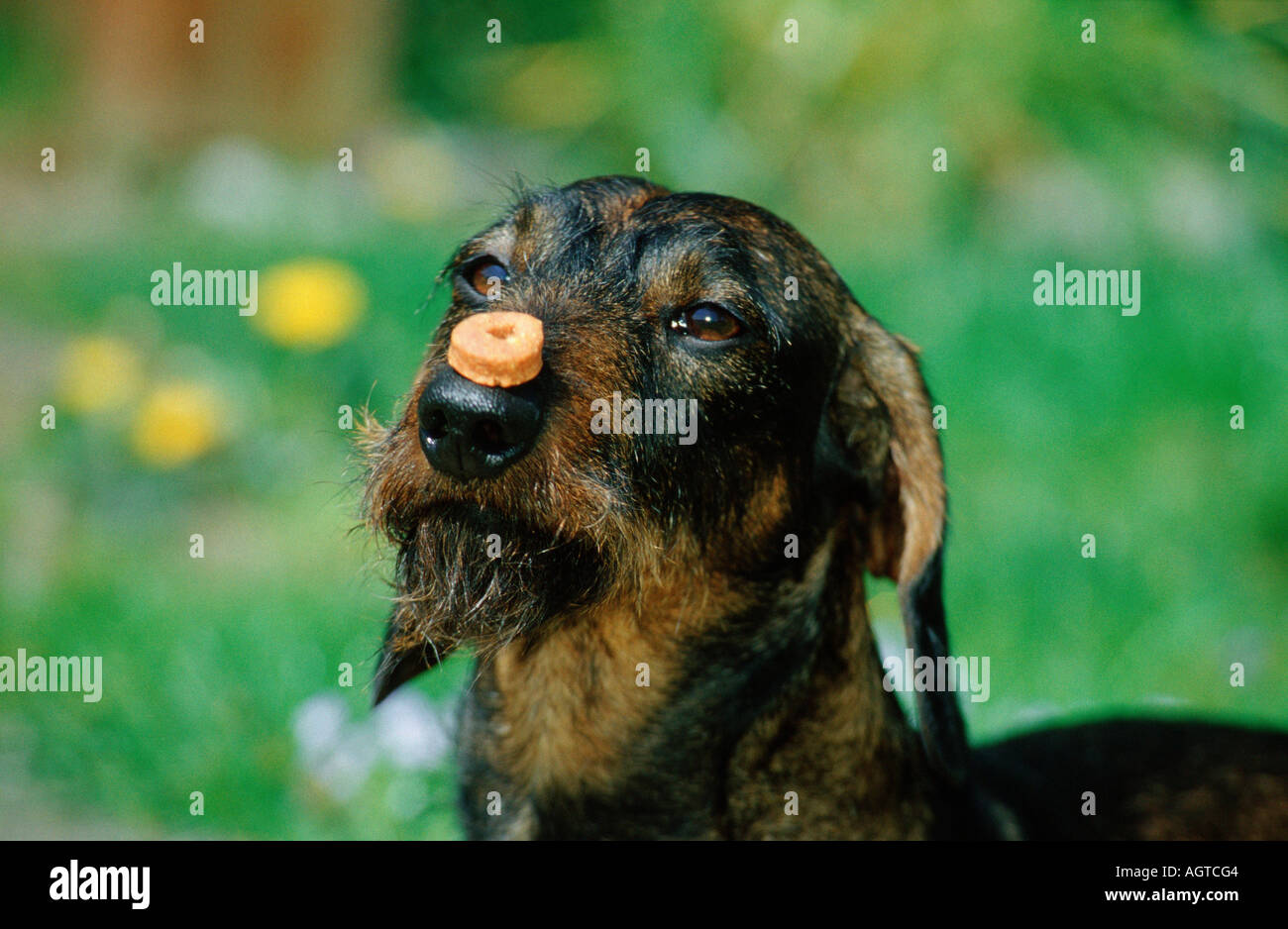 Wirehaired Dachshund Stock Photo