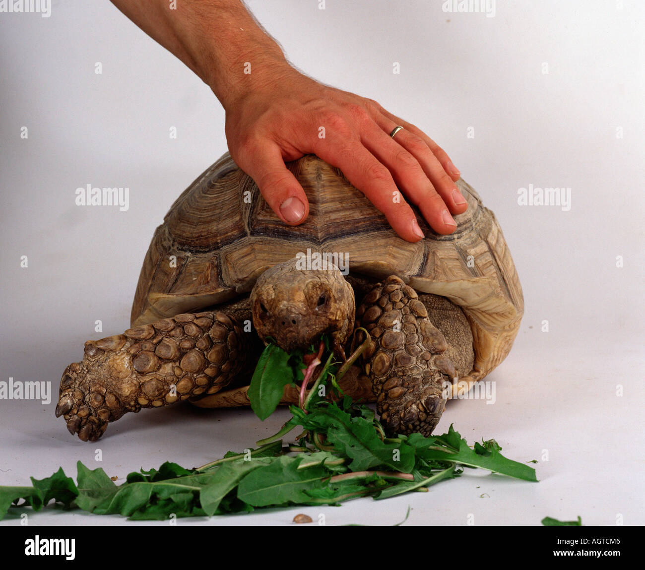African Spurred Tortoise Stock Photo Alamy