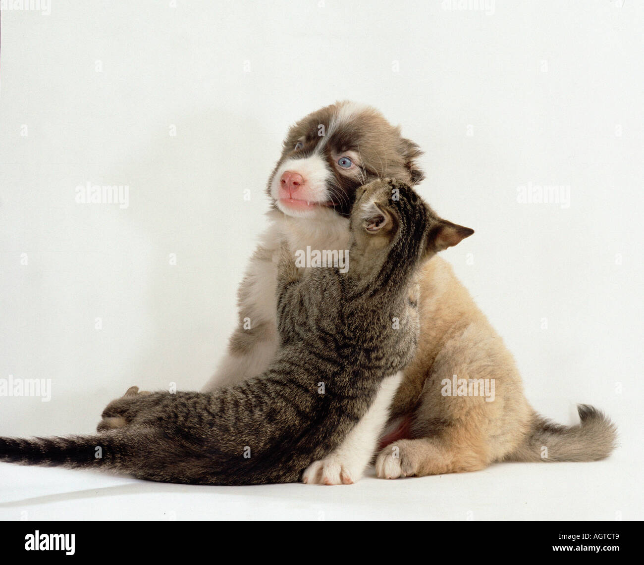 Mixed Breed Dog and Domestic Cat Stock Photo - Alamy