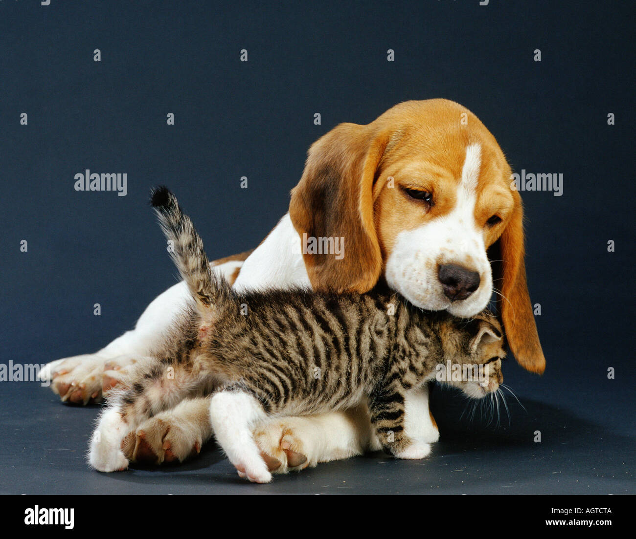 beagles and cats