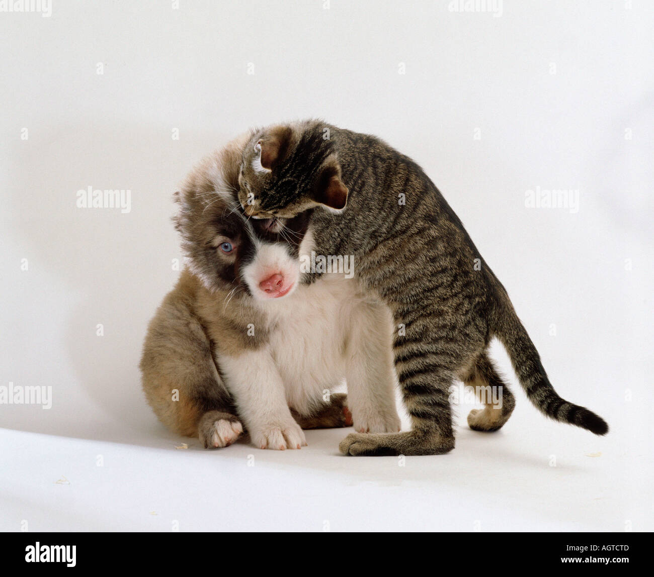 Mixed Breed Dog And Domestic Cat Stock Photo Alamy