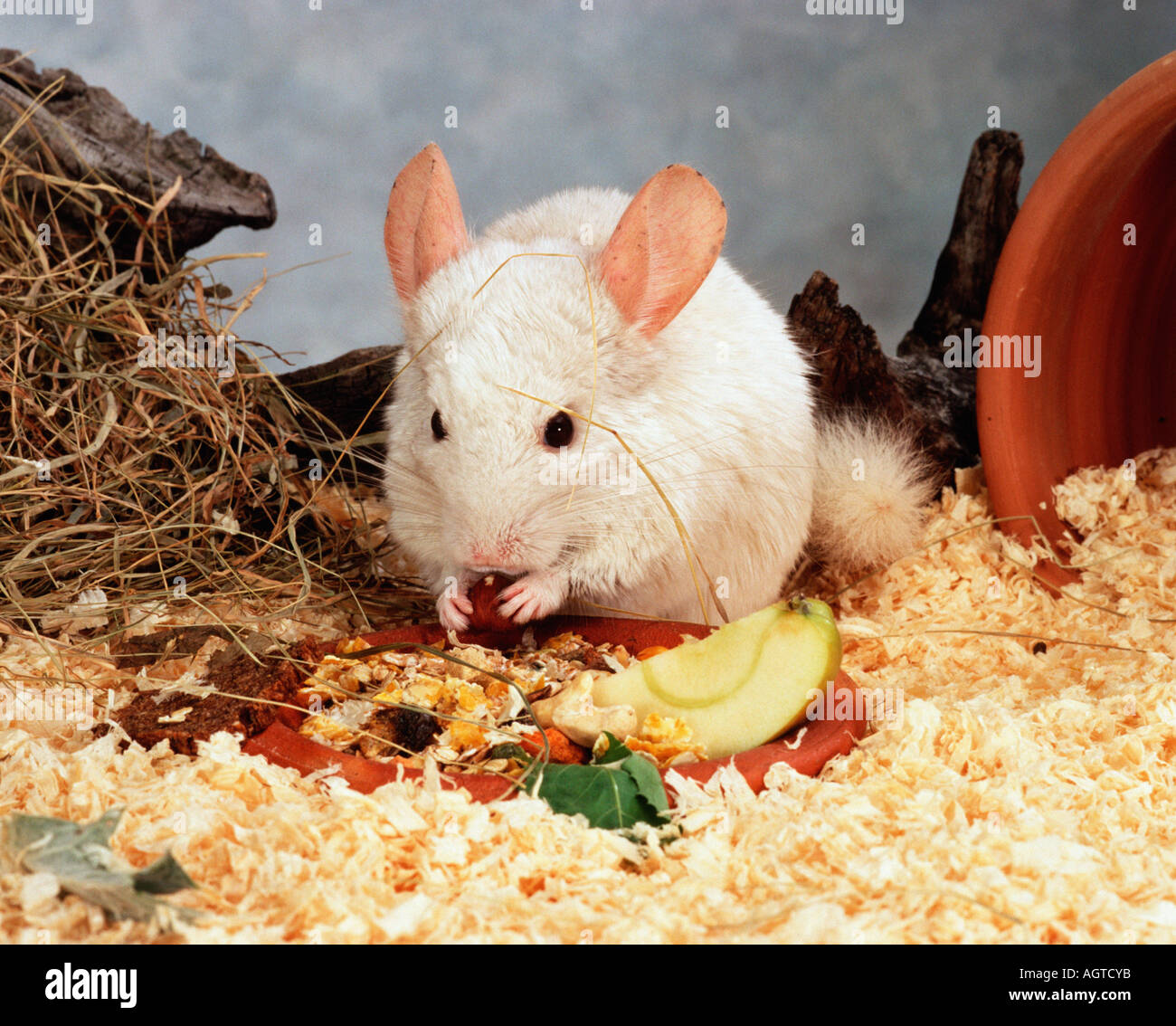 Lennox Chinchilla Currant main image 1