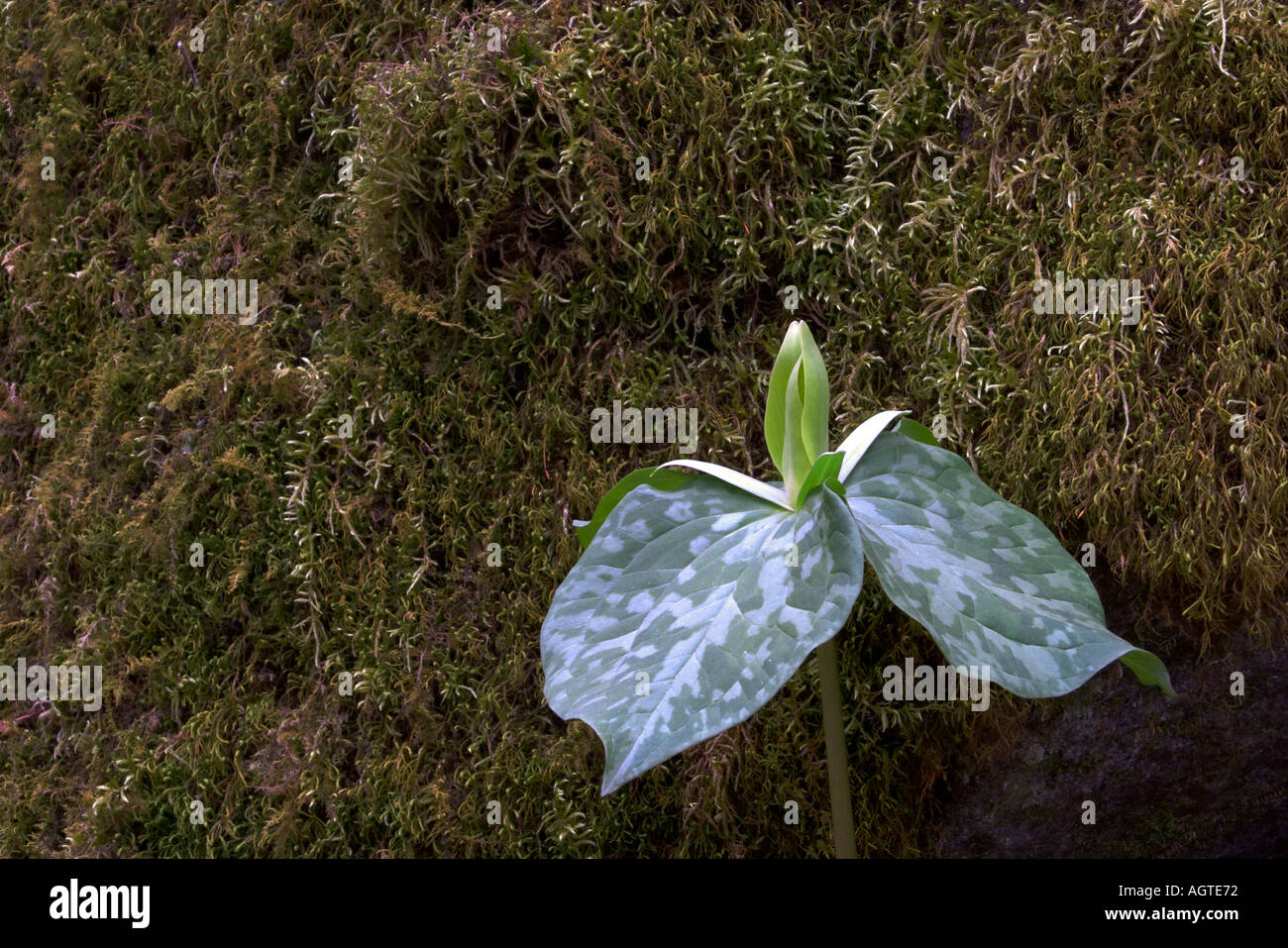 Yellow Trillium Trillium luteum growing against moss cover rock in the Great Smoky Mountains National Park  Stock Photo