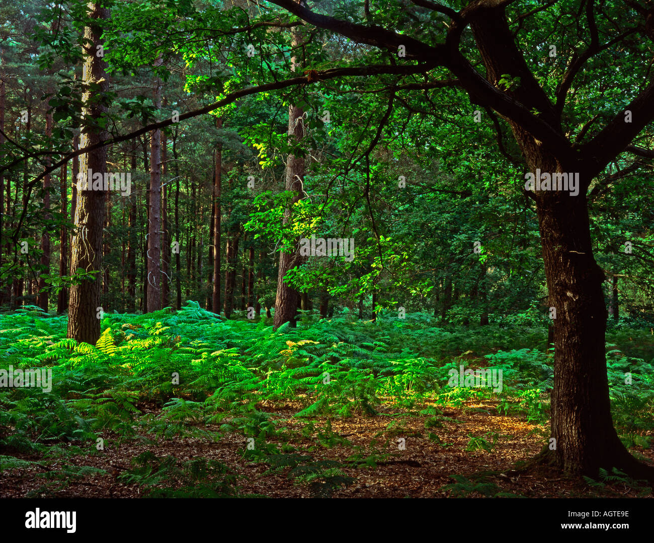 Sunlight in woods arched by tree branch Hurtwood near Peaslake Surrey Hills surrey England Europe Stock Photo
