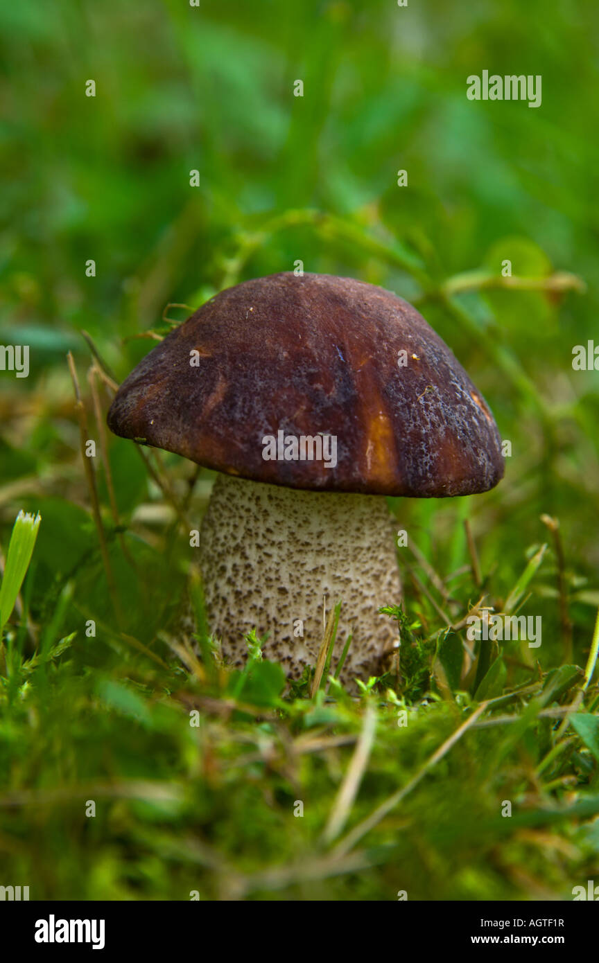 Brown cap bolete hires stock photography and images Alamy