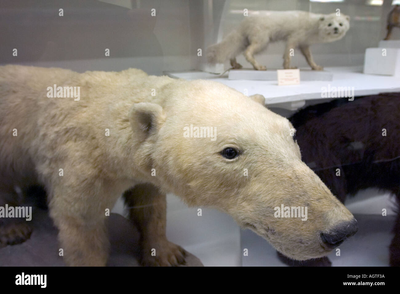 Stuffed polar bear and arctic fox exhibits in museum display cabinet Stock Photo
