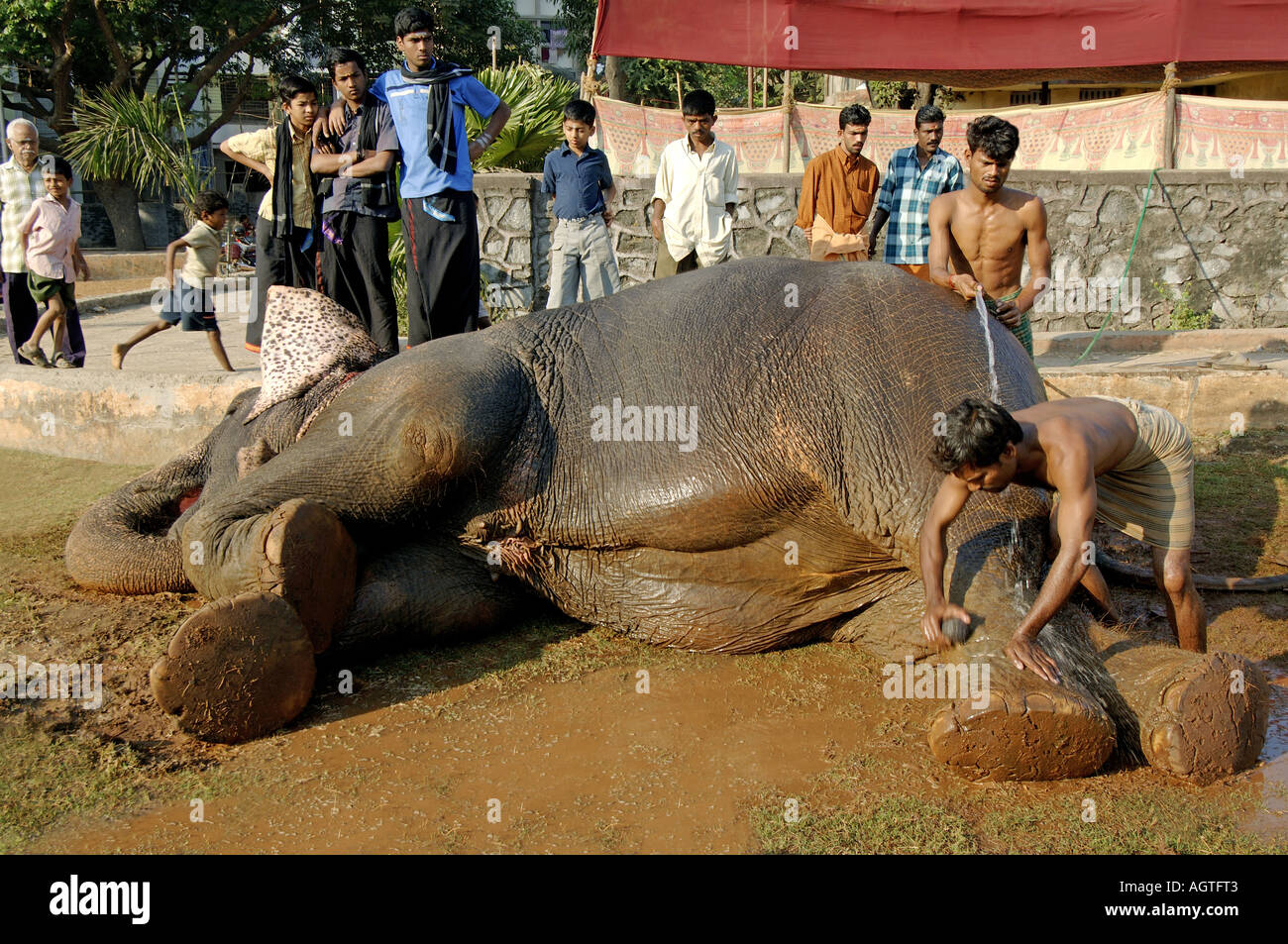 HMA79935 Asian Elephant Elephas maximus being given bath by Mahavat India Stock Photo