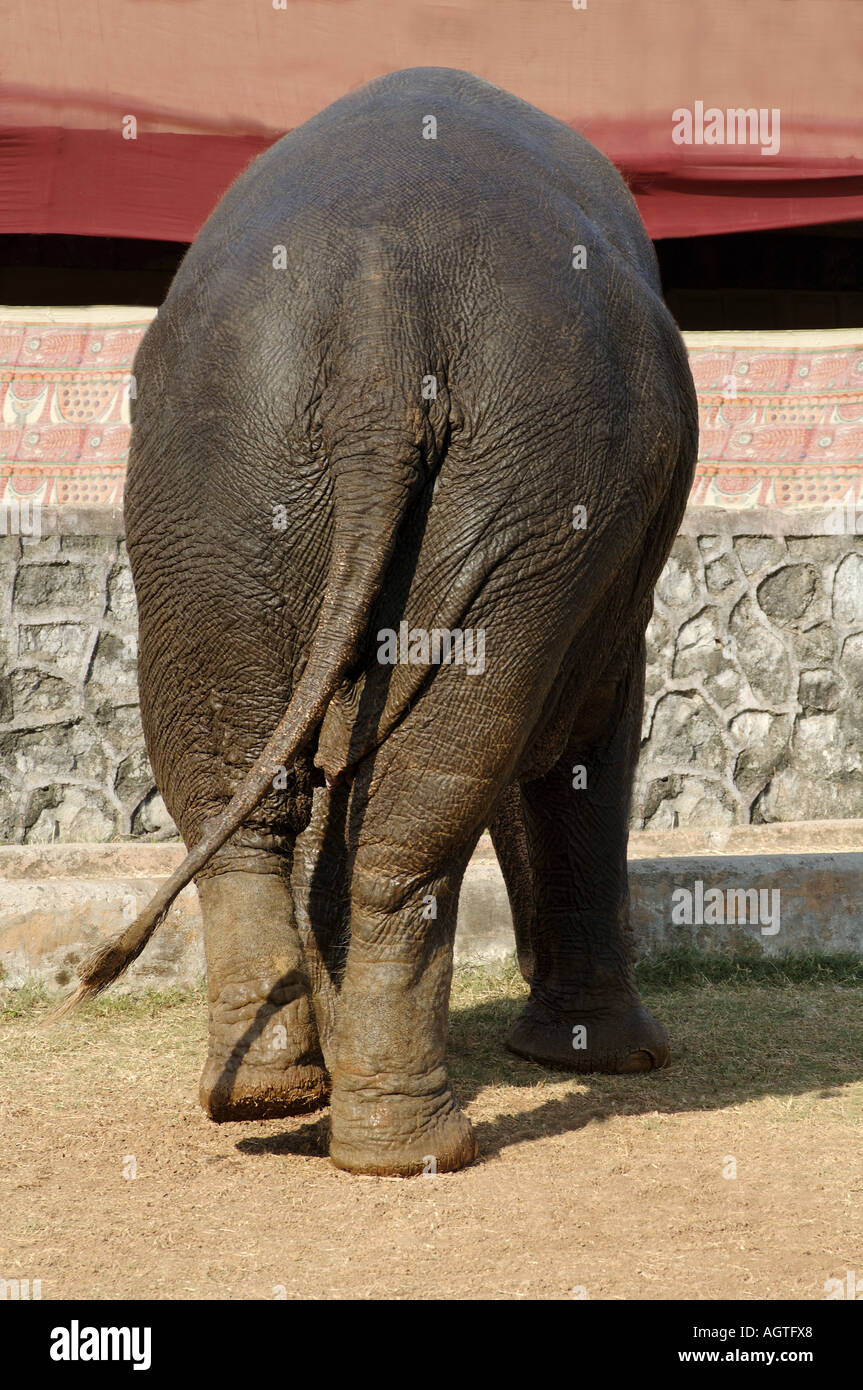 Asian Elephant Elephas maximus standing from behind rear back backside tail wagging and legs India Asia Stock Photo