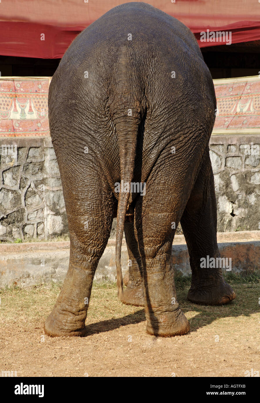 HMA79946 Asian Elephant Elephas maximus from behind back side tail and legs Stock Photo