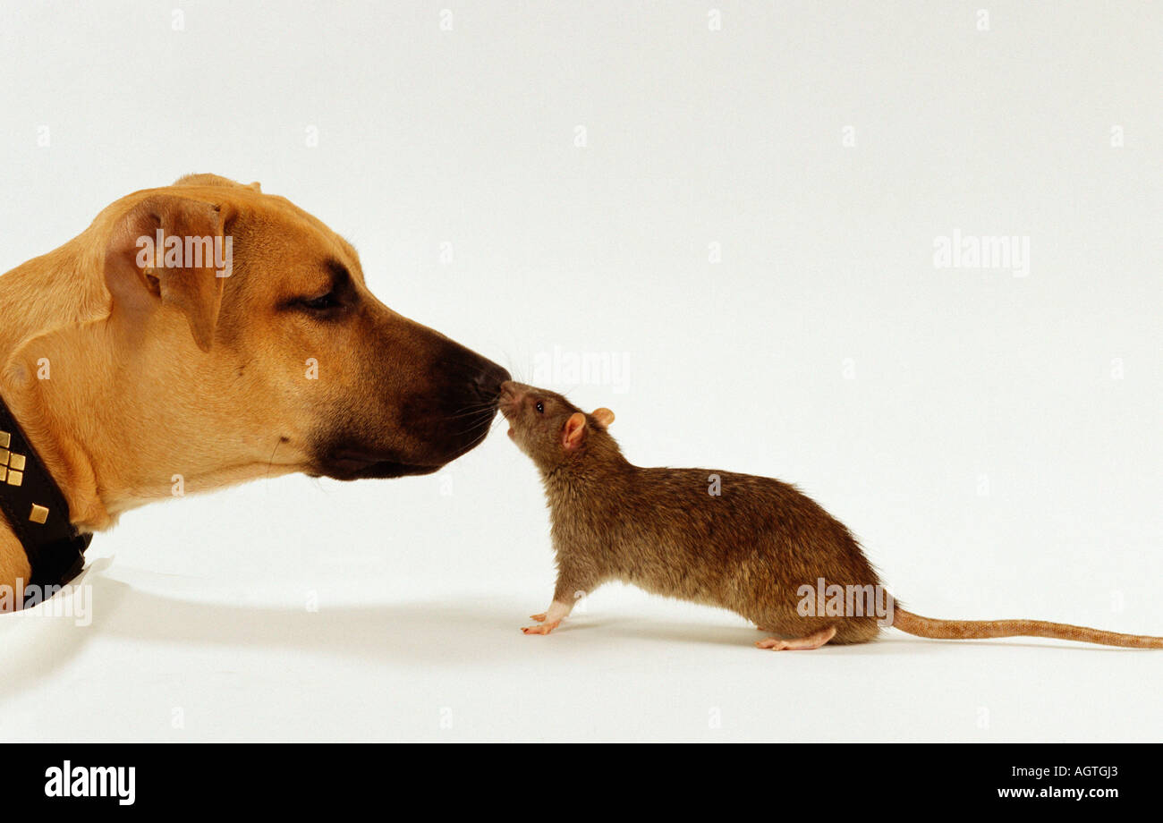 Mixed Breed Dog and Rat Stock Photo