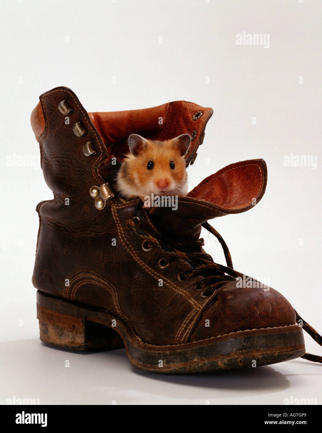 Golden Hamster Stock Photo