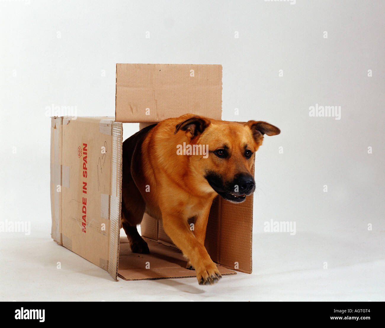 Dog in a box Cut Out Stock Images & Pictures - Alamy