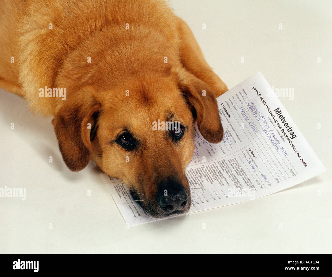 can a mixed breed dog have papers