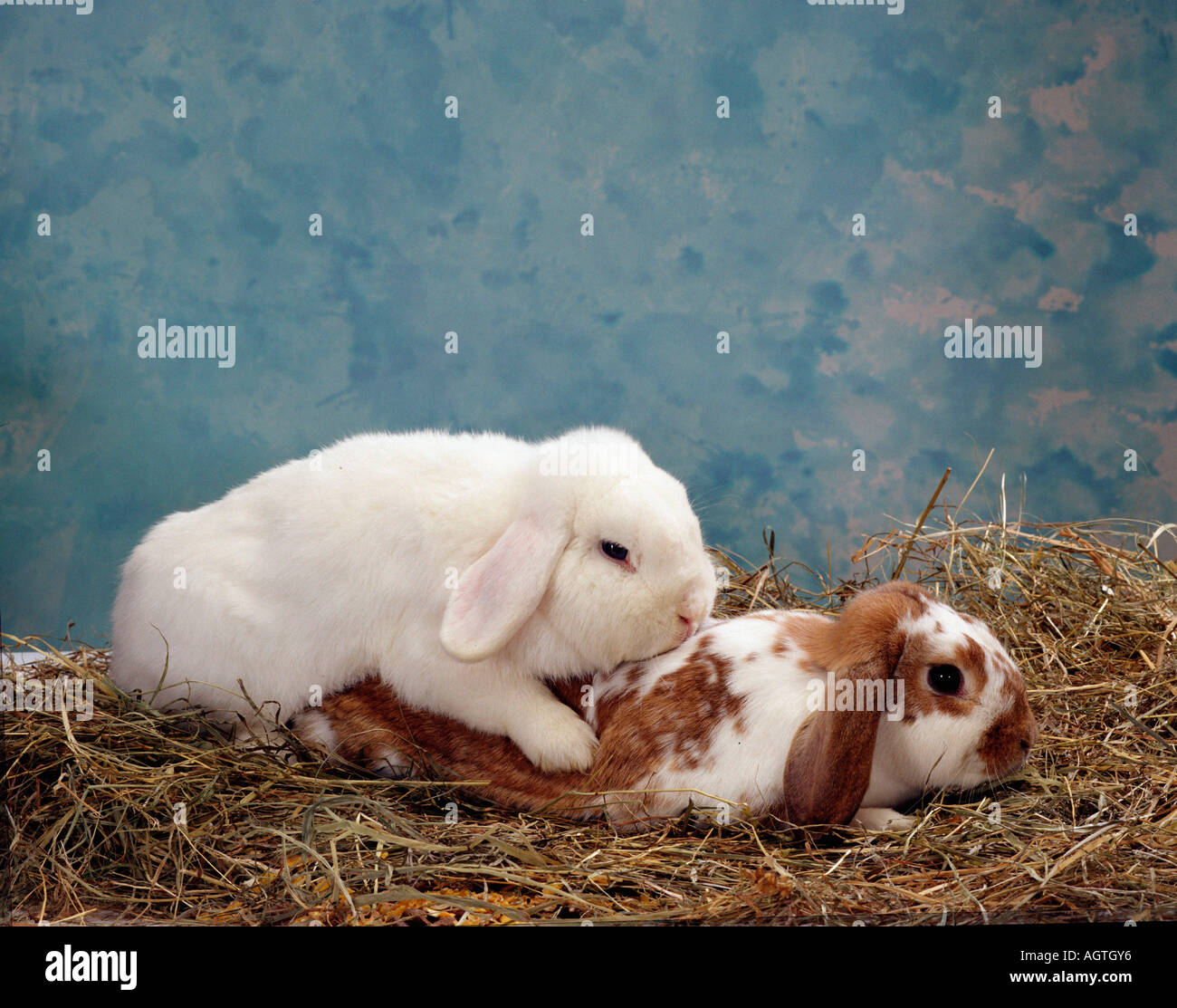 Rabbits mating hi-res stock photography and images - Alamy