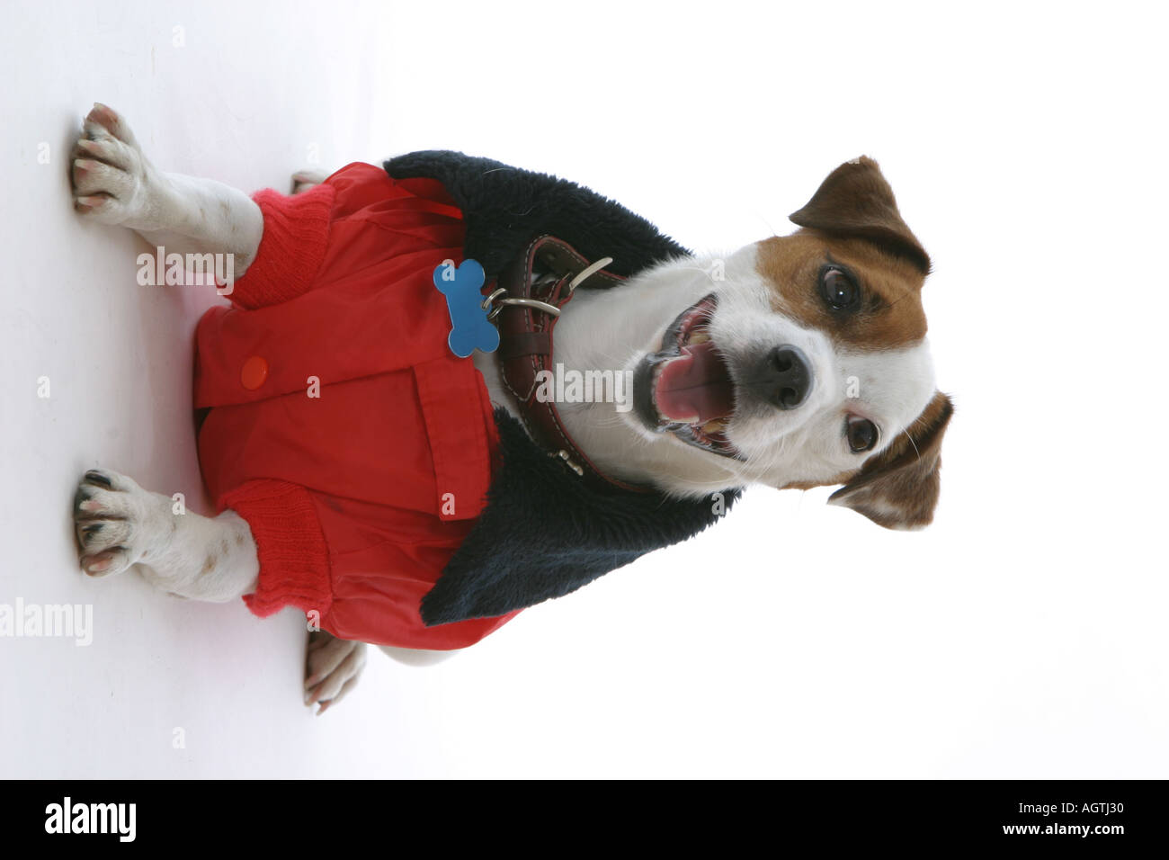 Jack Russell Terrier wearing dog winter jacket Stock Photo - Alamy