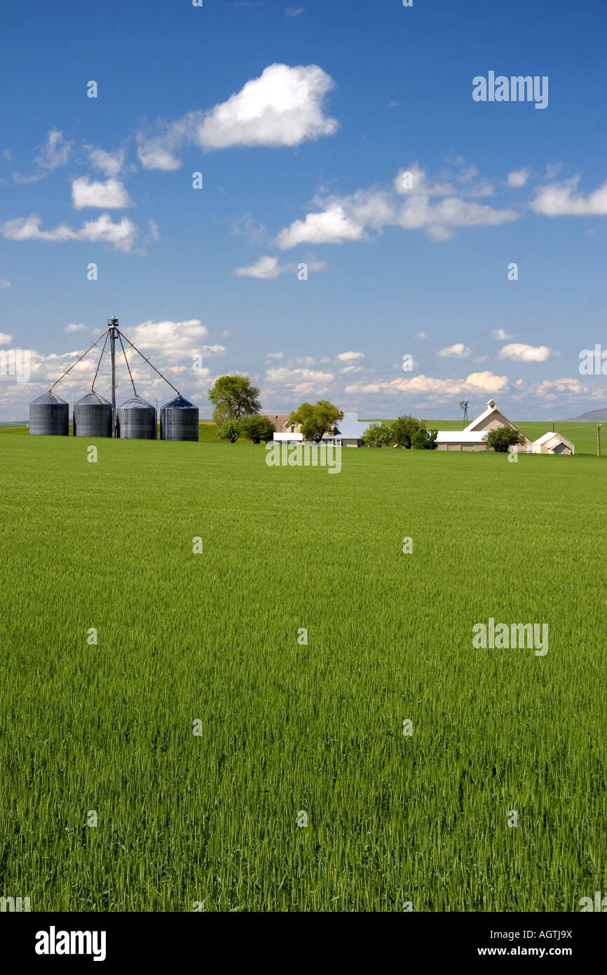 Green unripe wheat fields and farm at Grangeville Idaho Stock Photo