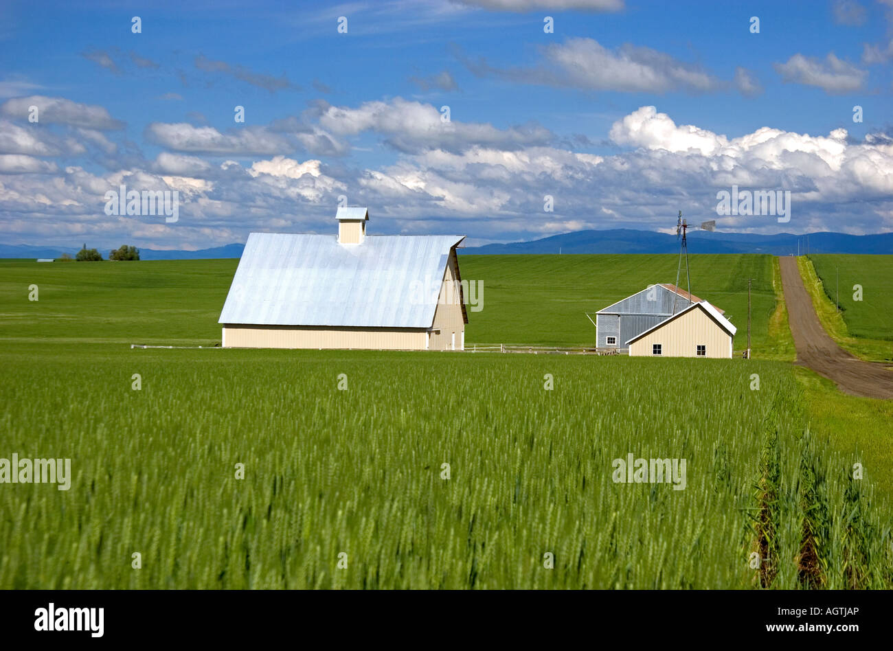 Green unripe wheat fields and farm at Grangeville Idaho Stock Photo