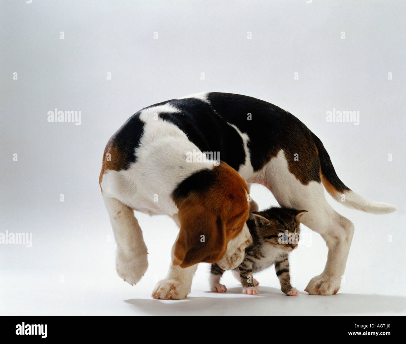 Beagle and Domestic Cat Stock Photo Alamy