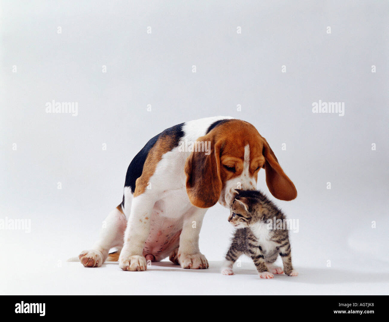 Beagle and Domestic Cat Stock Photo Alamy
