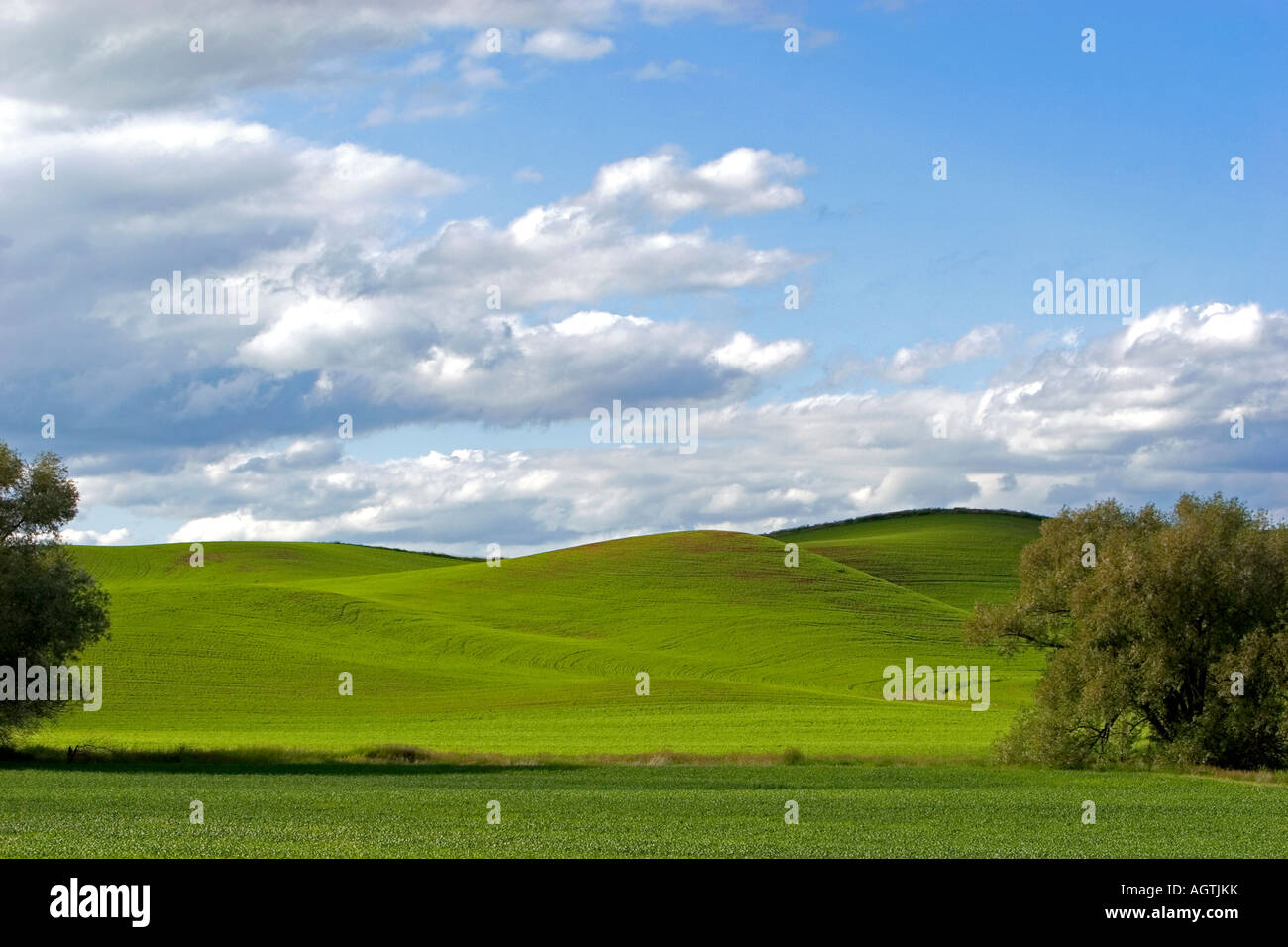 Rolling green fields in Moscow Idaho Stock Photo