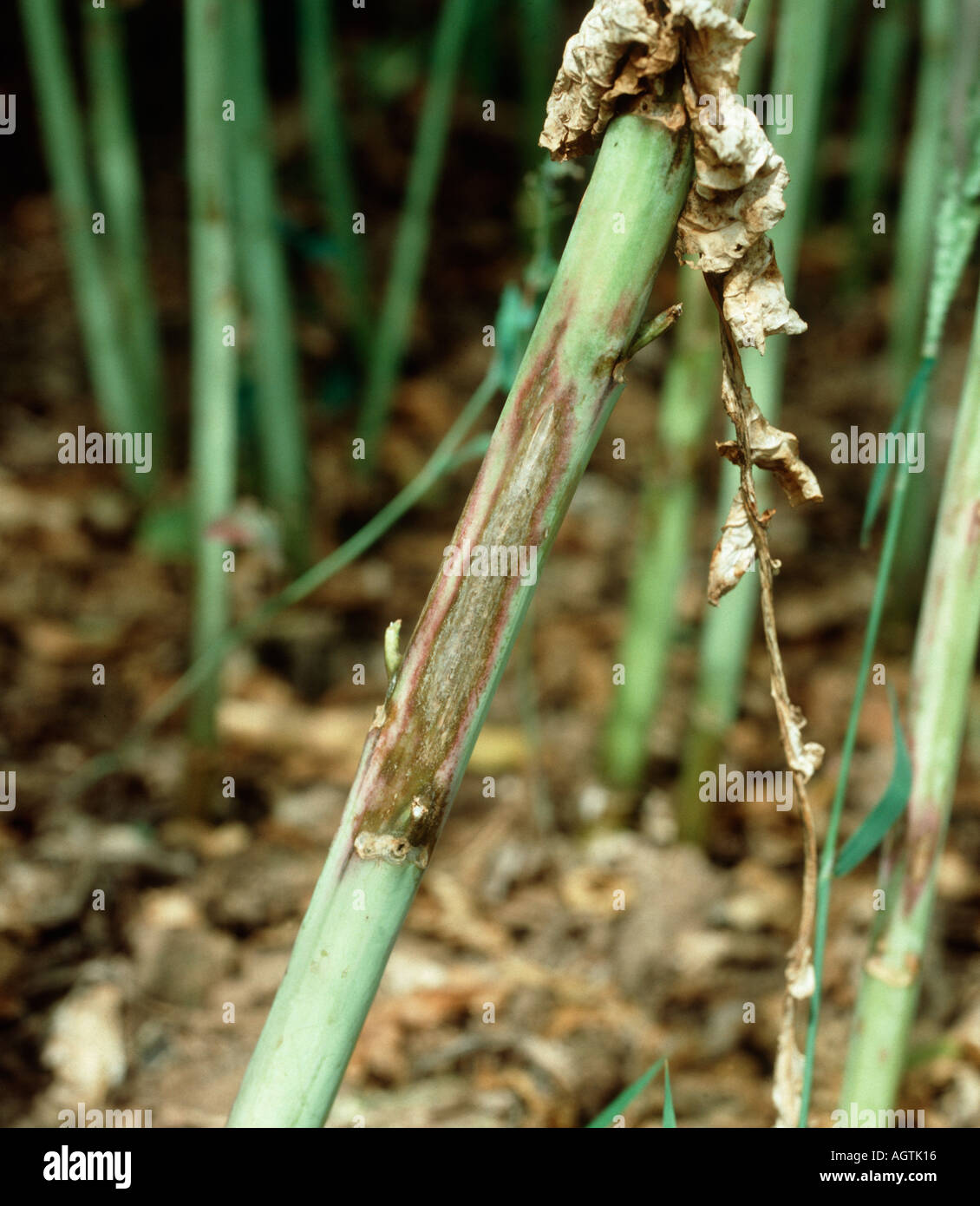 Stem lesion of light leaf spot Pyrenopeziza brassicae on oilseed raple  plant Stock Photo - Alamy