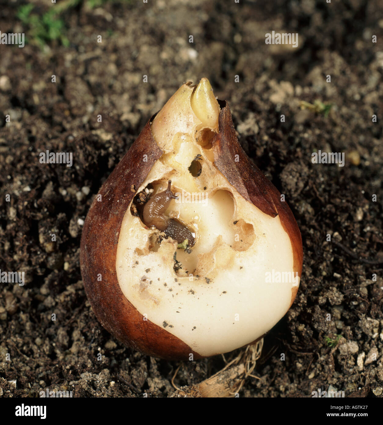 Slug Deroceras caeruleum feeding on a tulip bulb and showing the damage caused Stock Photo