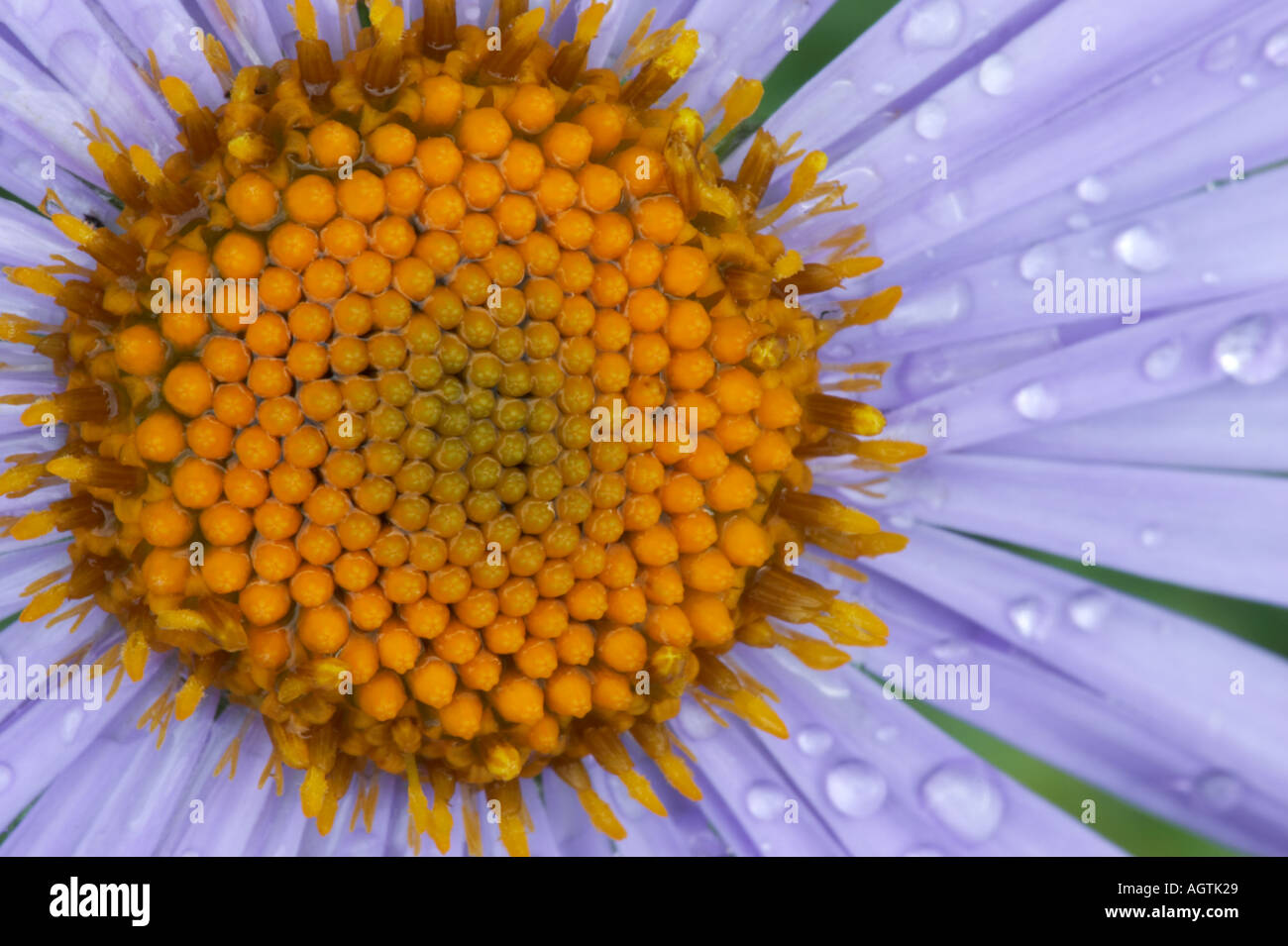 Macro shot of central part of a Callistephus (China aster, or annual aster) flower. Scientific name: Callistephus chinensis. Stock Photo