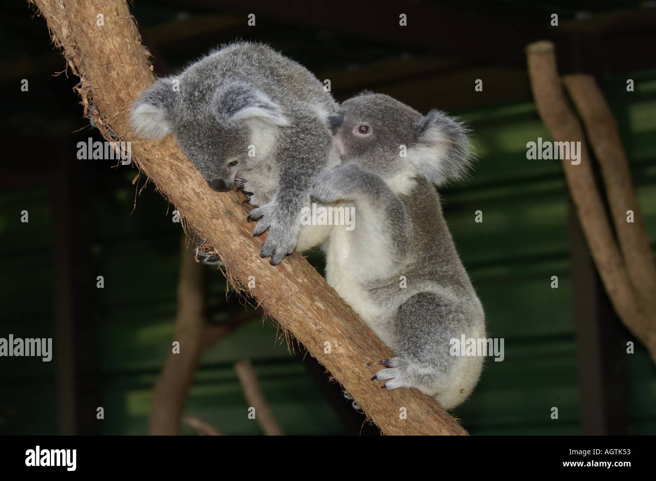 Two young koalas fighting with lower biting higher Stock Photo Alamy