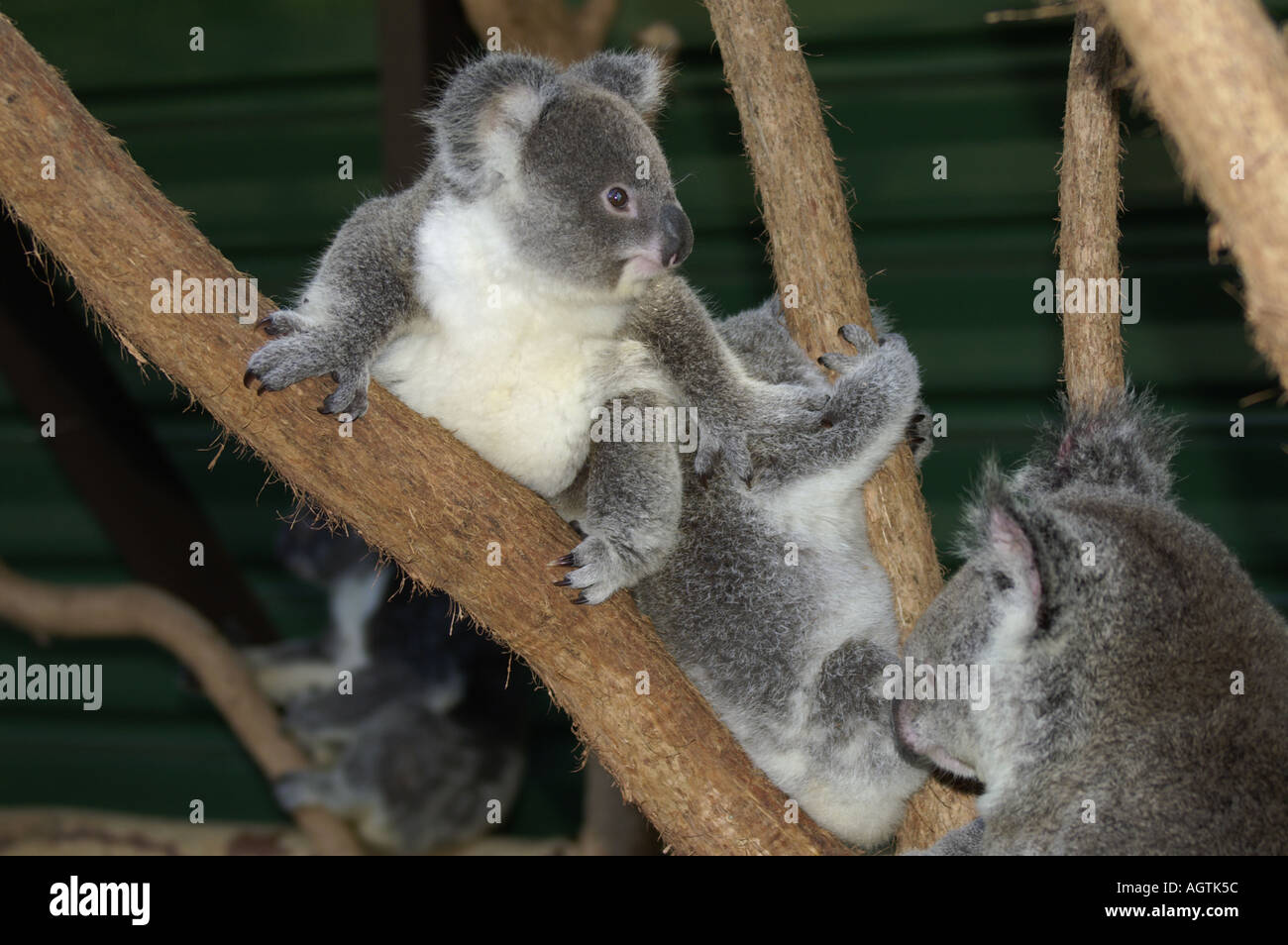 Koala Bears Fighting
