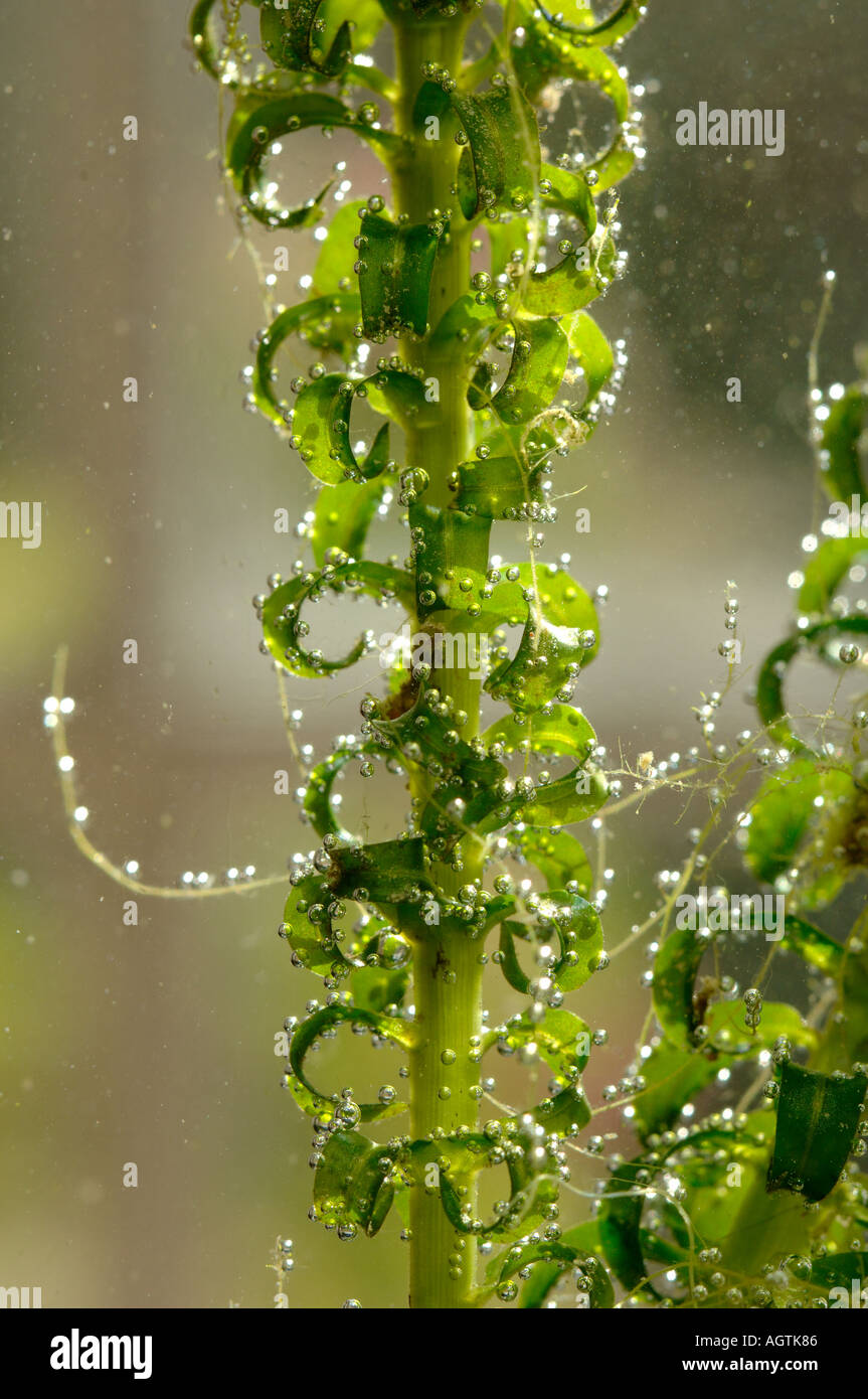 Oxygenating bubbles forming on the leaves of curly water thyme Lagarosiphon major Stock Photo