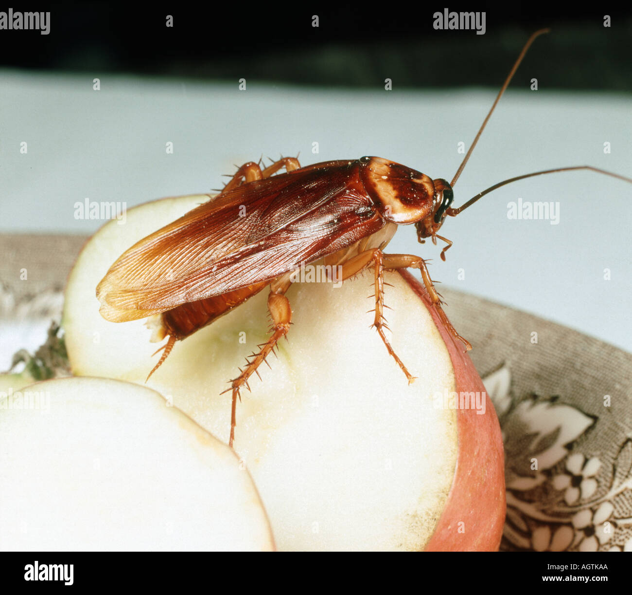 American Cockroach Periplaneta americana on fruit Stock Photo