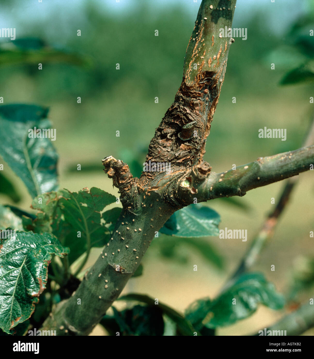 Apple canker Neonectria ditissima lesions on young branch of an apple tree Stock Photo