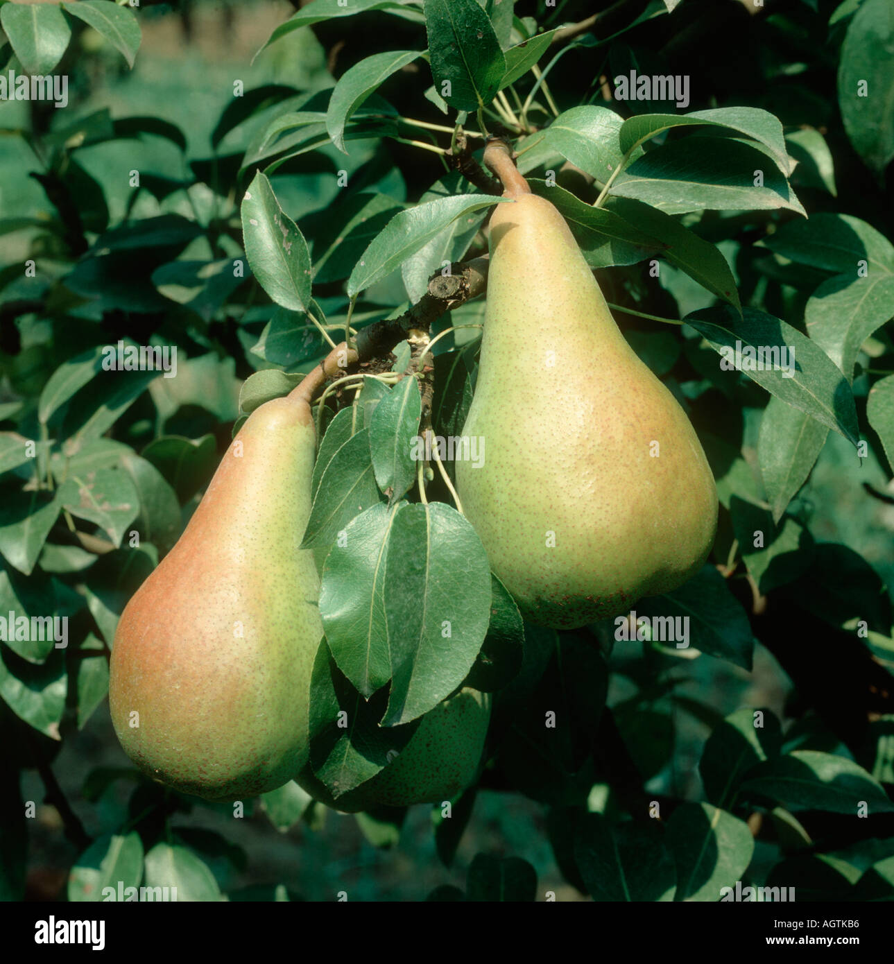 Two perfect pears Pyrus communis on cordon trees Greece Stock Photo