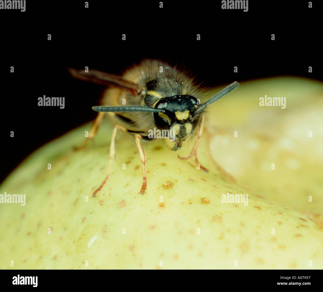 Wasp Vespula vulgaris on a pear fruit Stock Photo