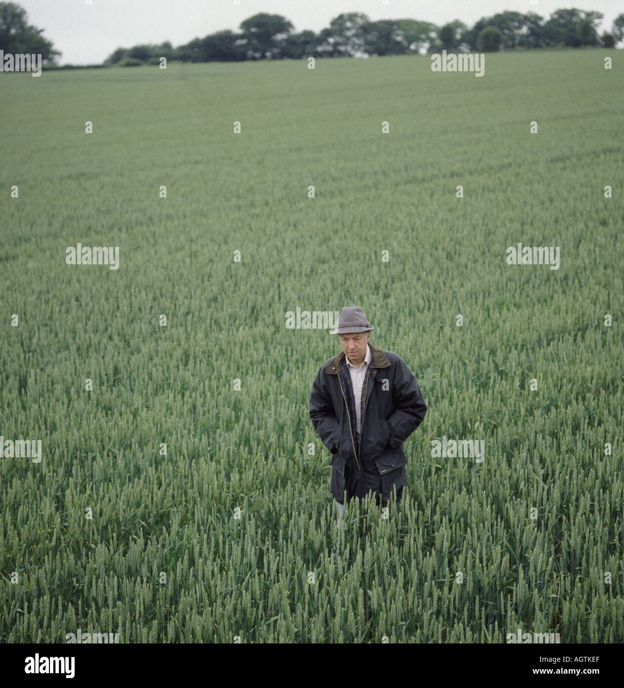 Farmer in field of unripe wheat wearing wax jacket Stock Photo