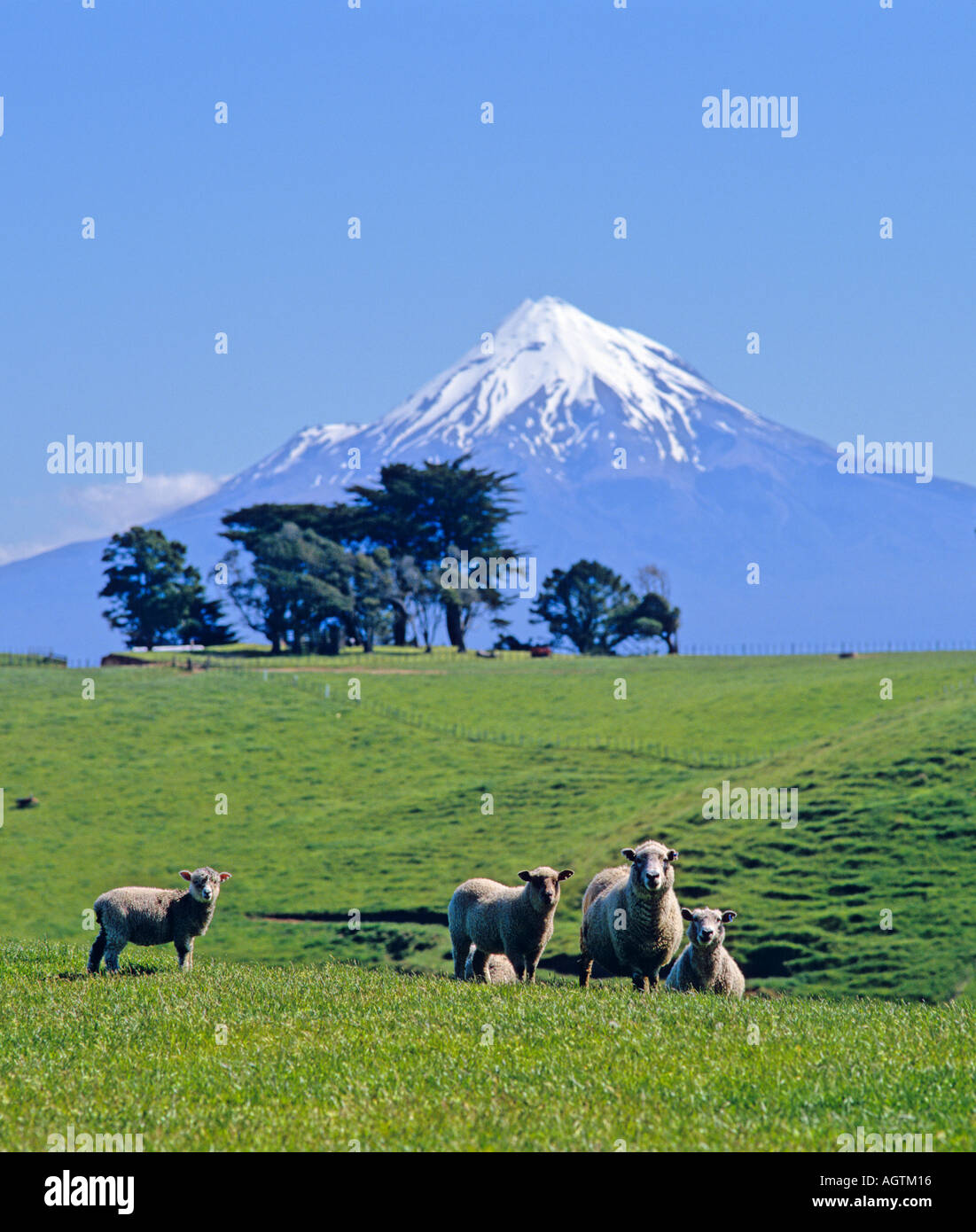 Mt egmont sheep hires stock photography and images Alamy