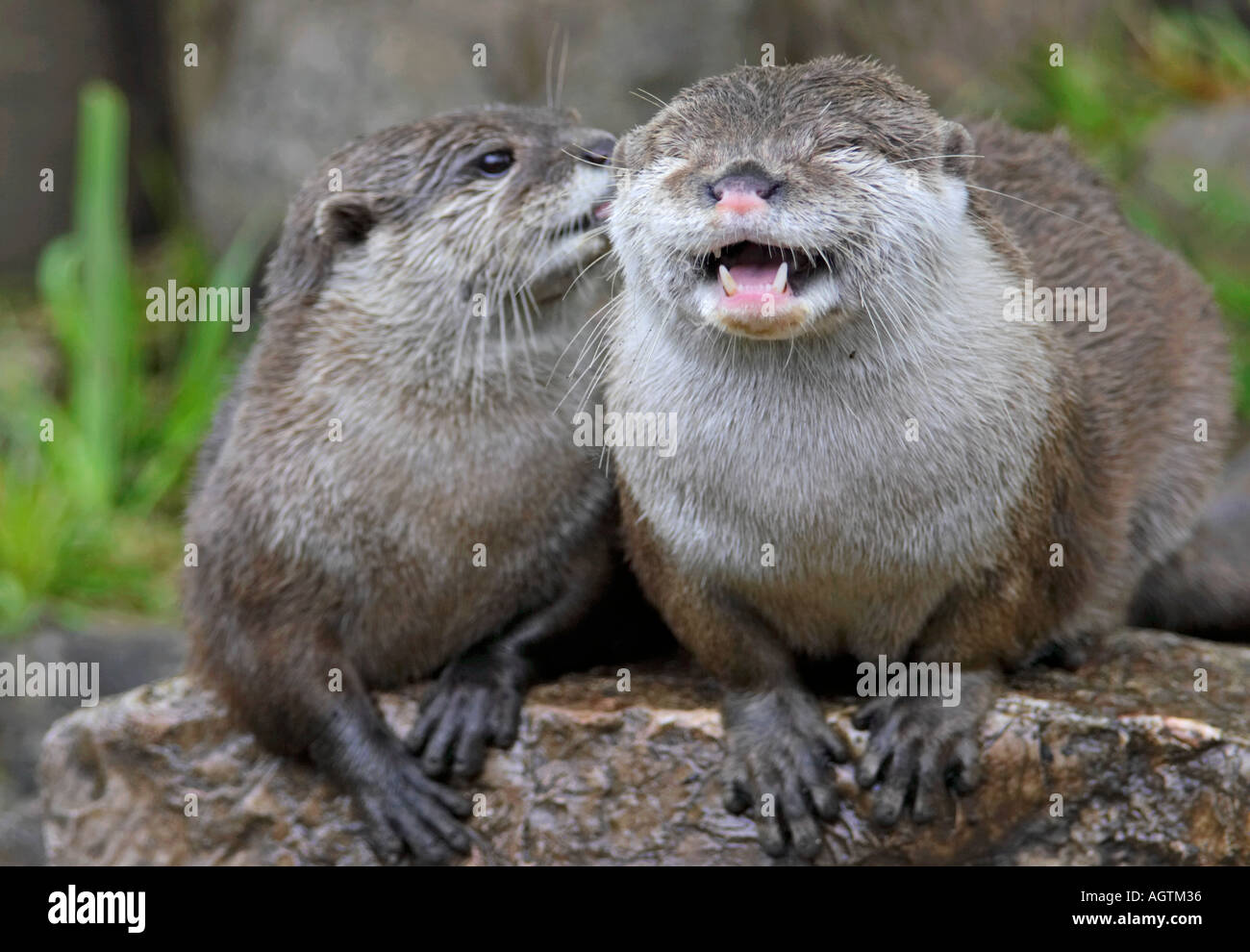 Pair of Asian Small-Claw Otters (Aonyx cinereus) having a good time. Stock Photo