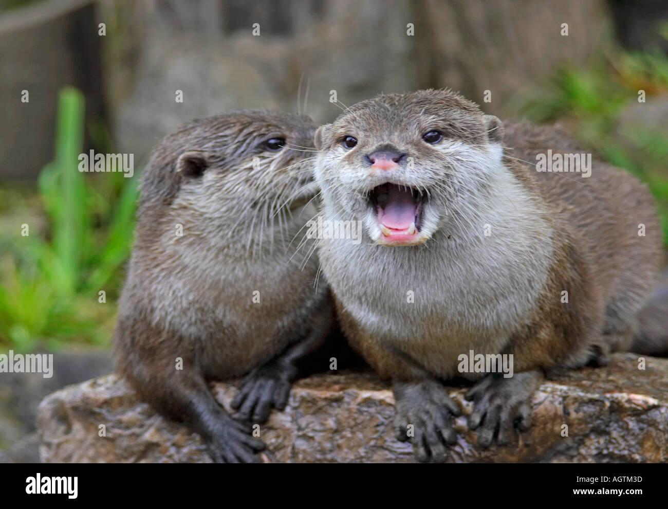 Pair of Asian Small-Claw Otters (Aonyx cinereus) having a good time. Stock Photo