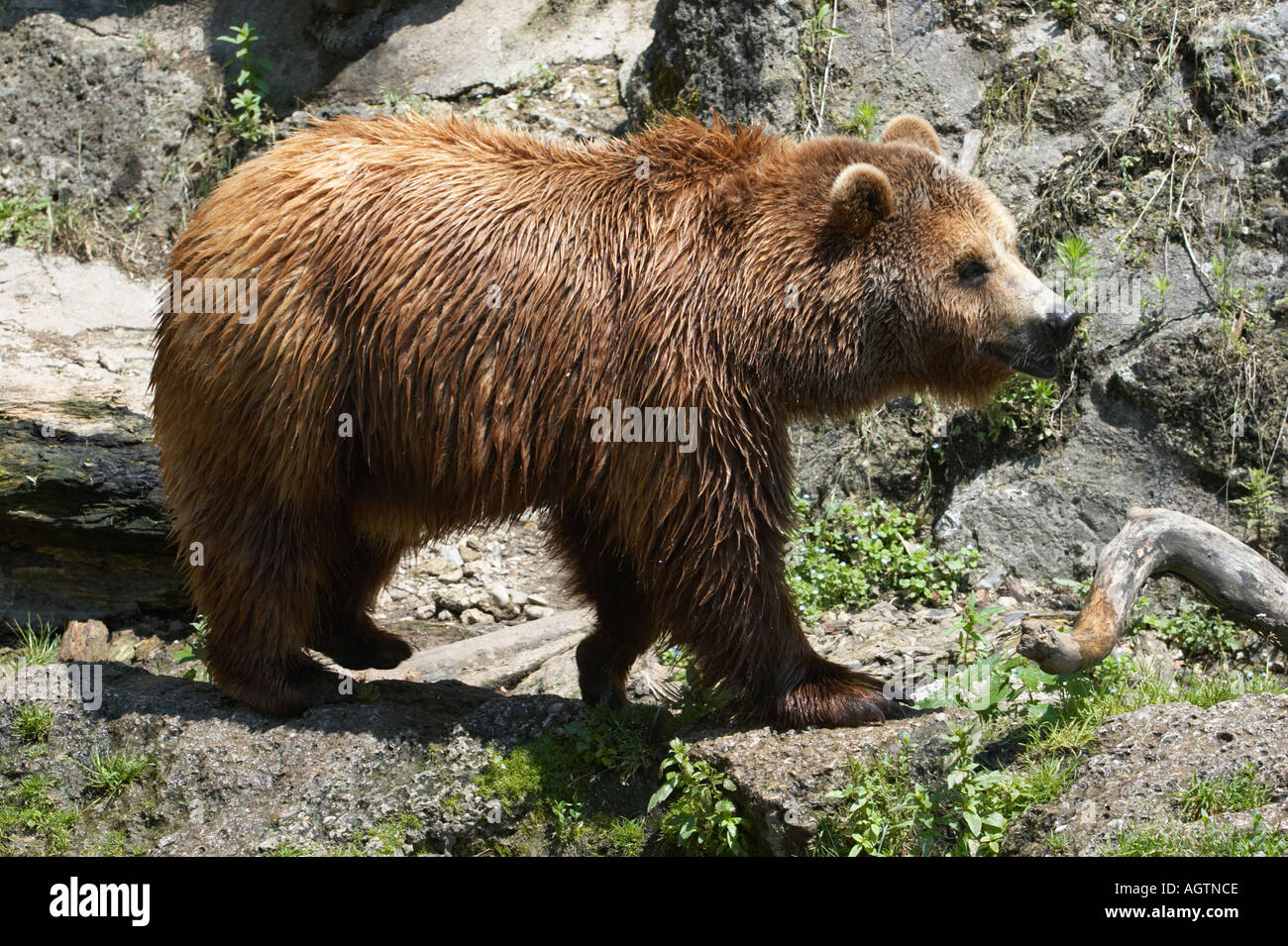 Captive Brown bear. Scientific name: Ursus arctos. Hellbrunn zoo