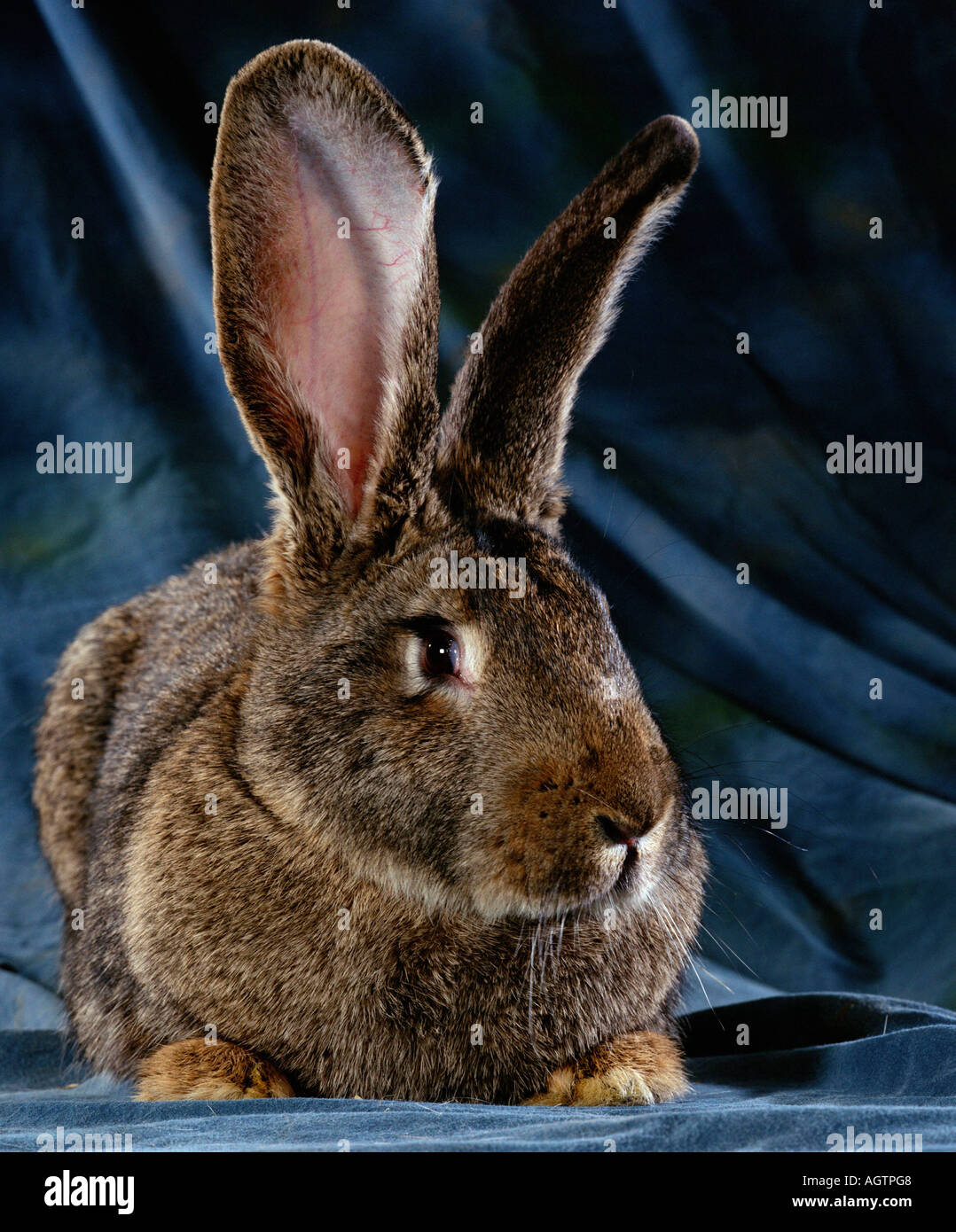 German giant rabbit hires stock photography and images Alamy