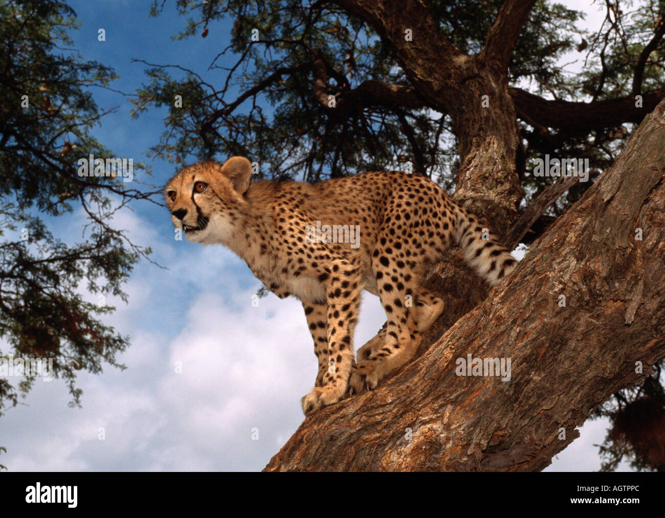 Cheetahs climbing hires stock photography and images Alamy