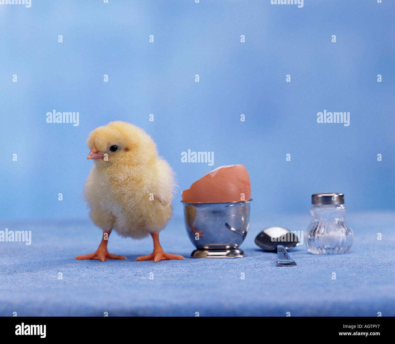 Chick and eggcup Stock Photo