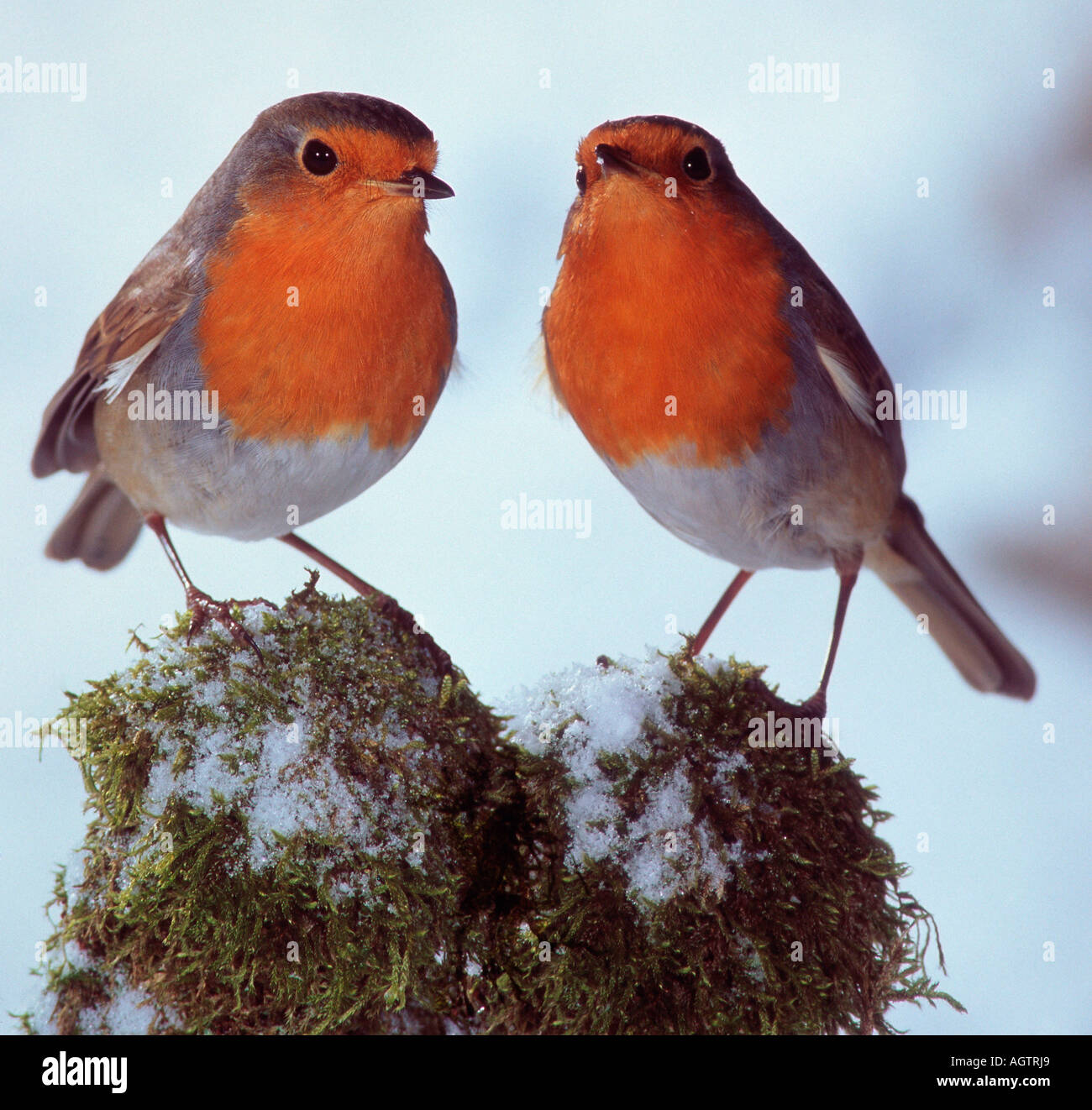 Pair of robins hires stock photography and images Alamy