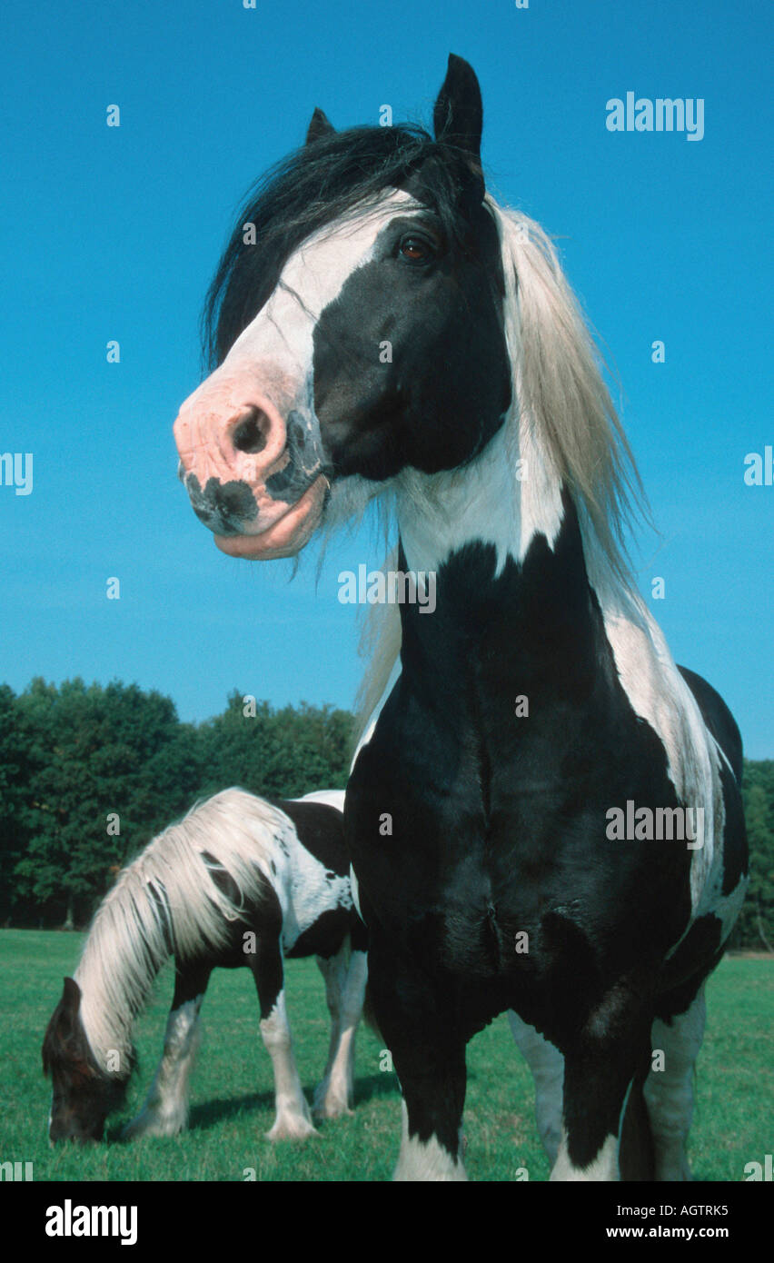 Irish Tinker Pony Stock Photo